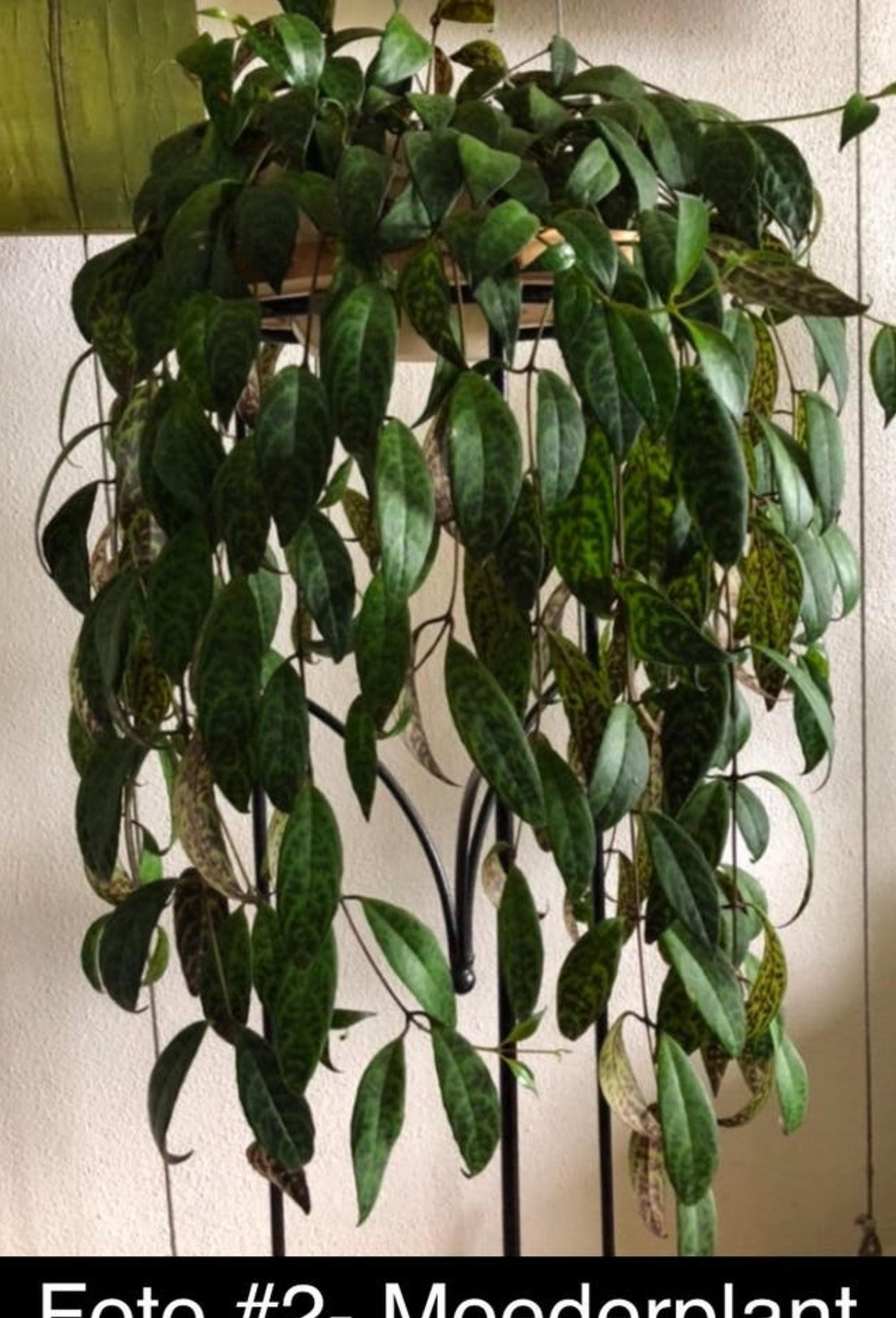 Aeschynanthus Marmoratus cutting