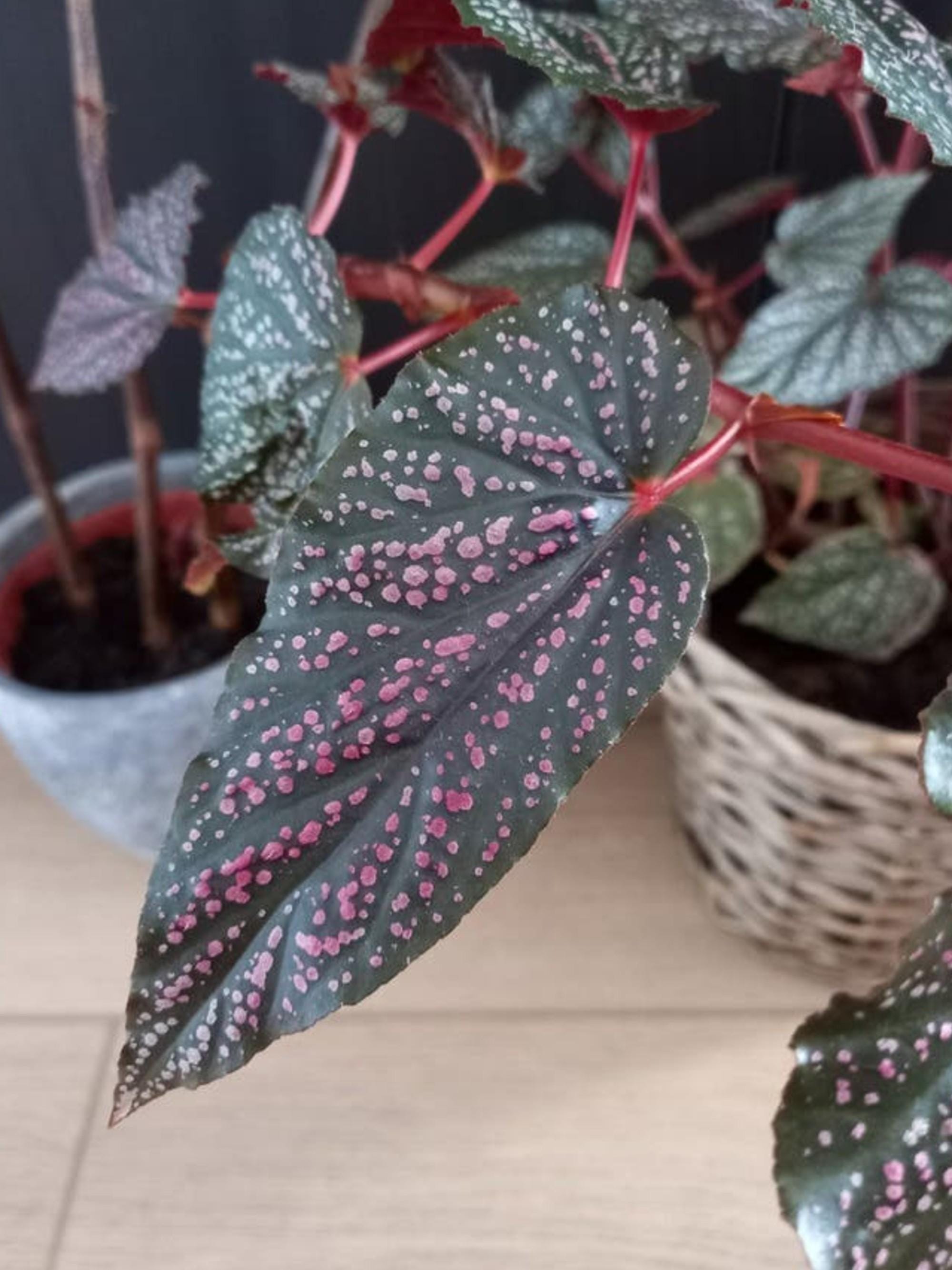 Begonia Angel Wing Pink Spot cutting