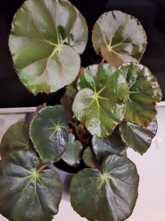 Begonia Erythrophylla (Beefsteak) cutting