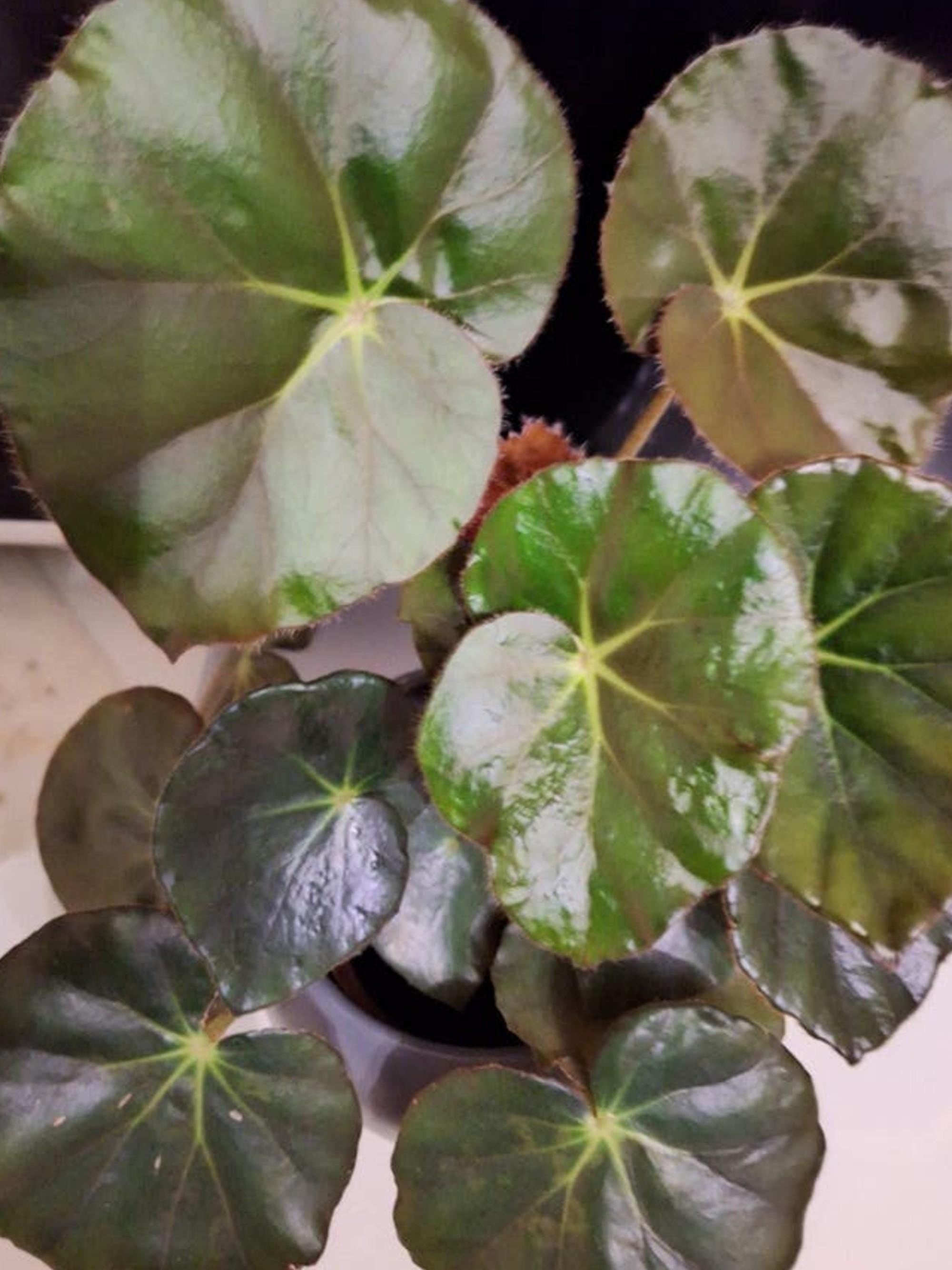 Begonia Erythrophylla (Beefsteak) cutting