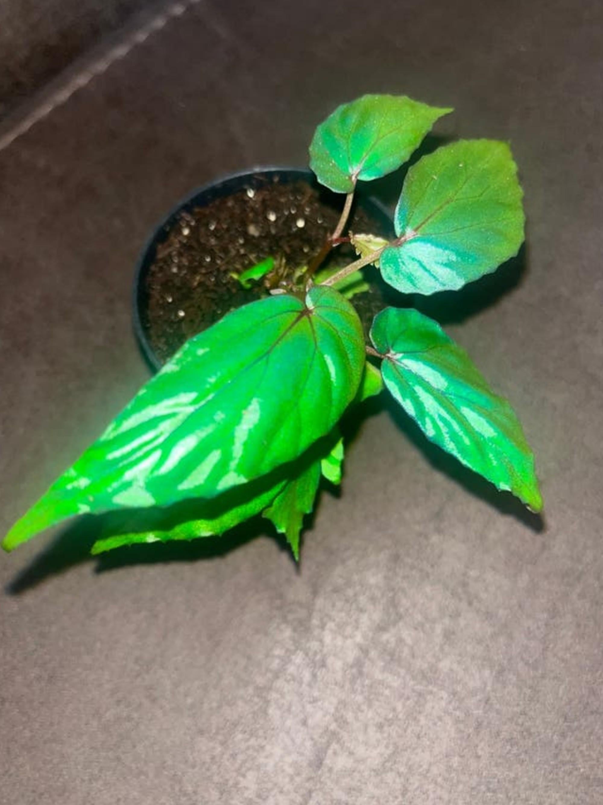 Begonia Kapuashuluensis cutting