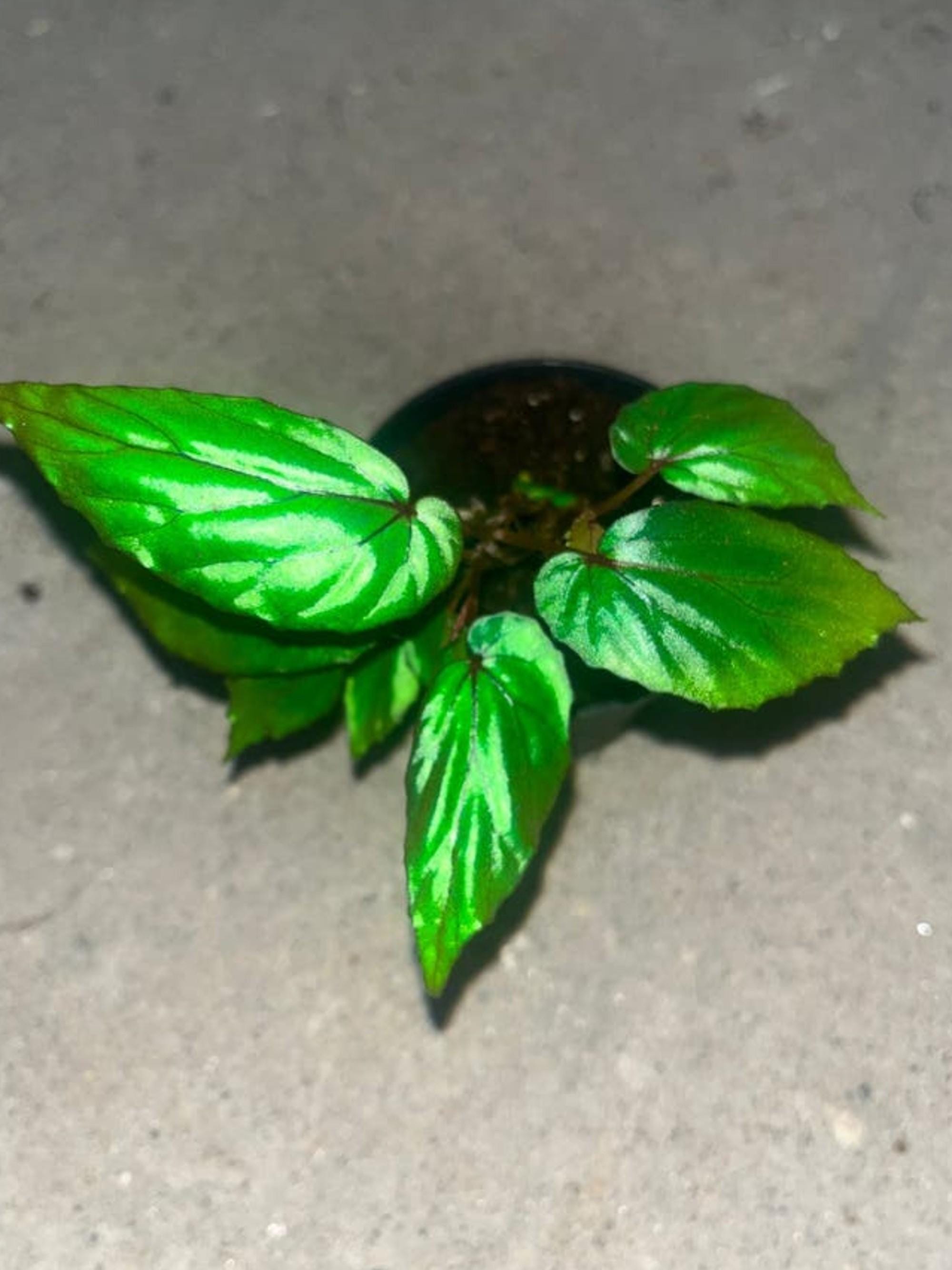 Begonia Kapuashuluensis cutting