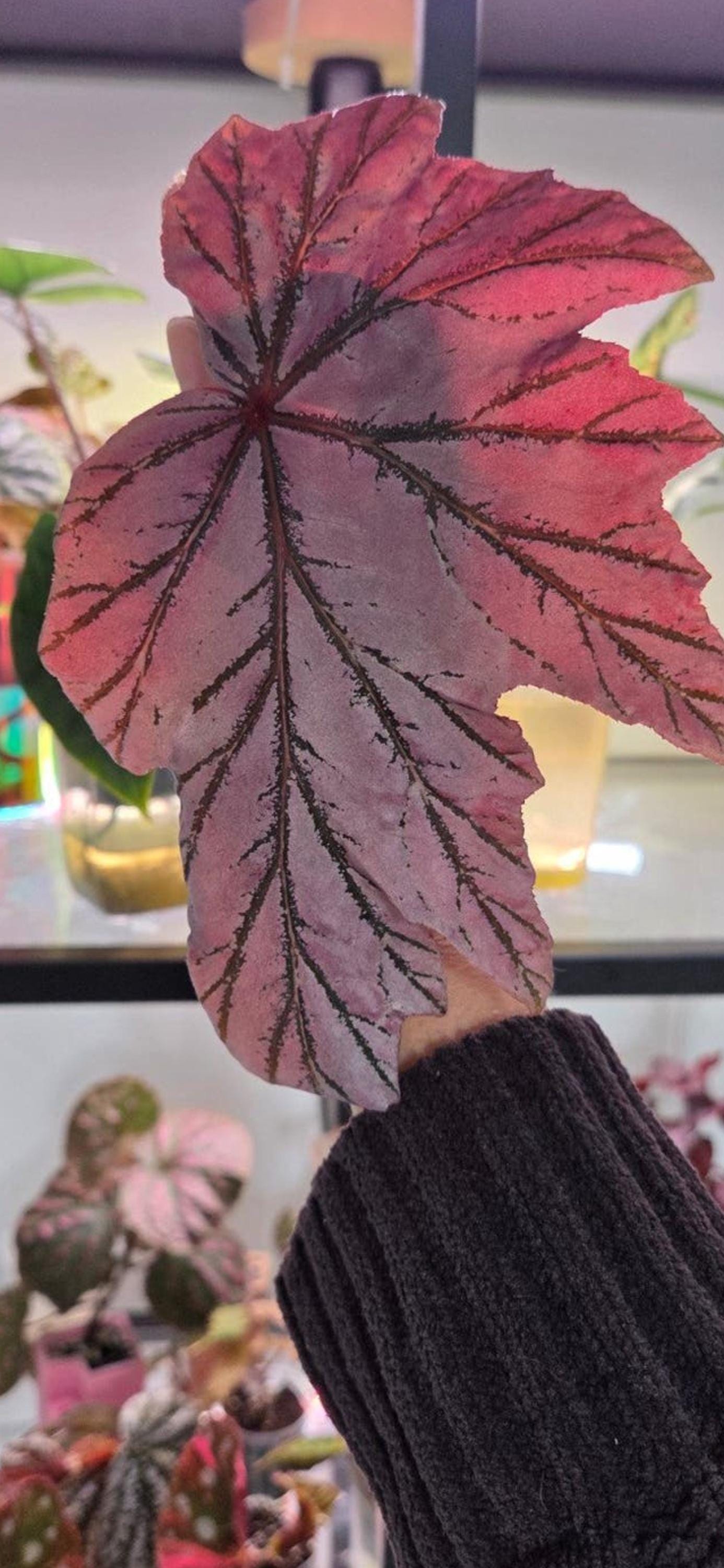 Begonia Lamoon cutting
