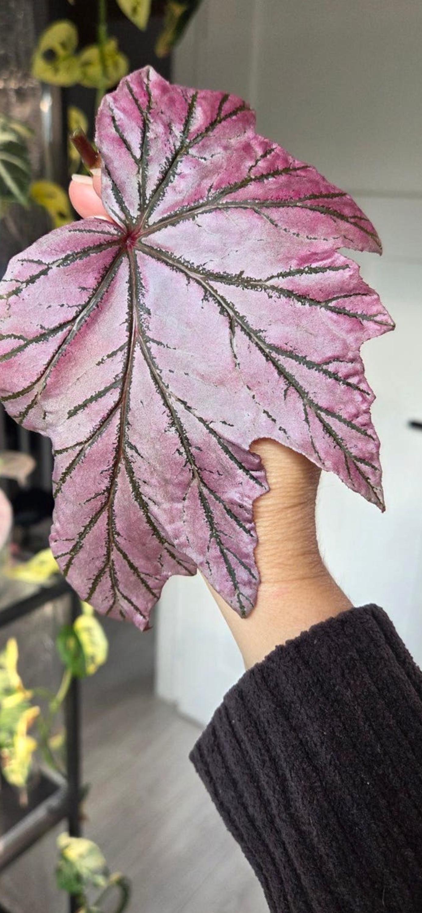 Begonia Lamoon cutting