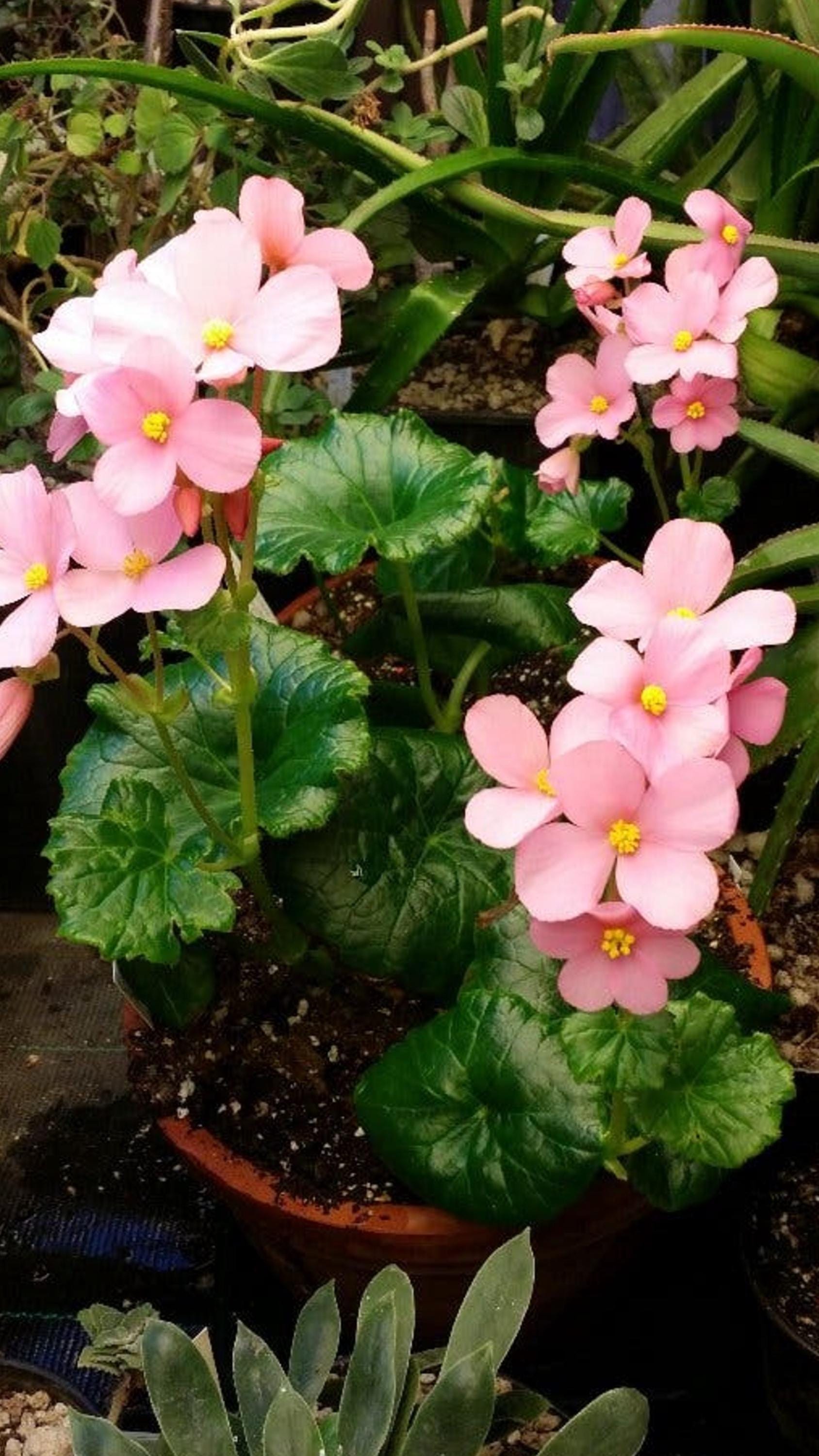 Begonia Socotrana cutting