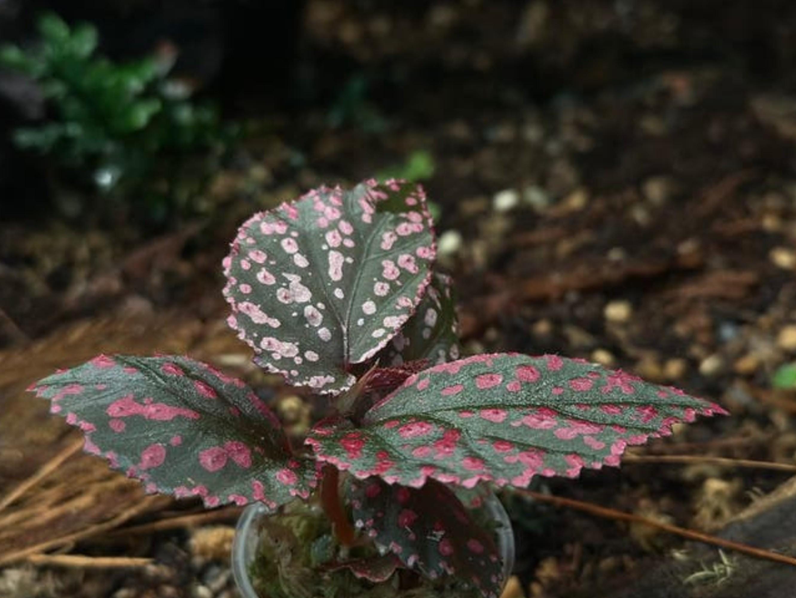 Begonia Hairy Pink Spots cutting