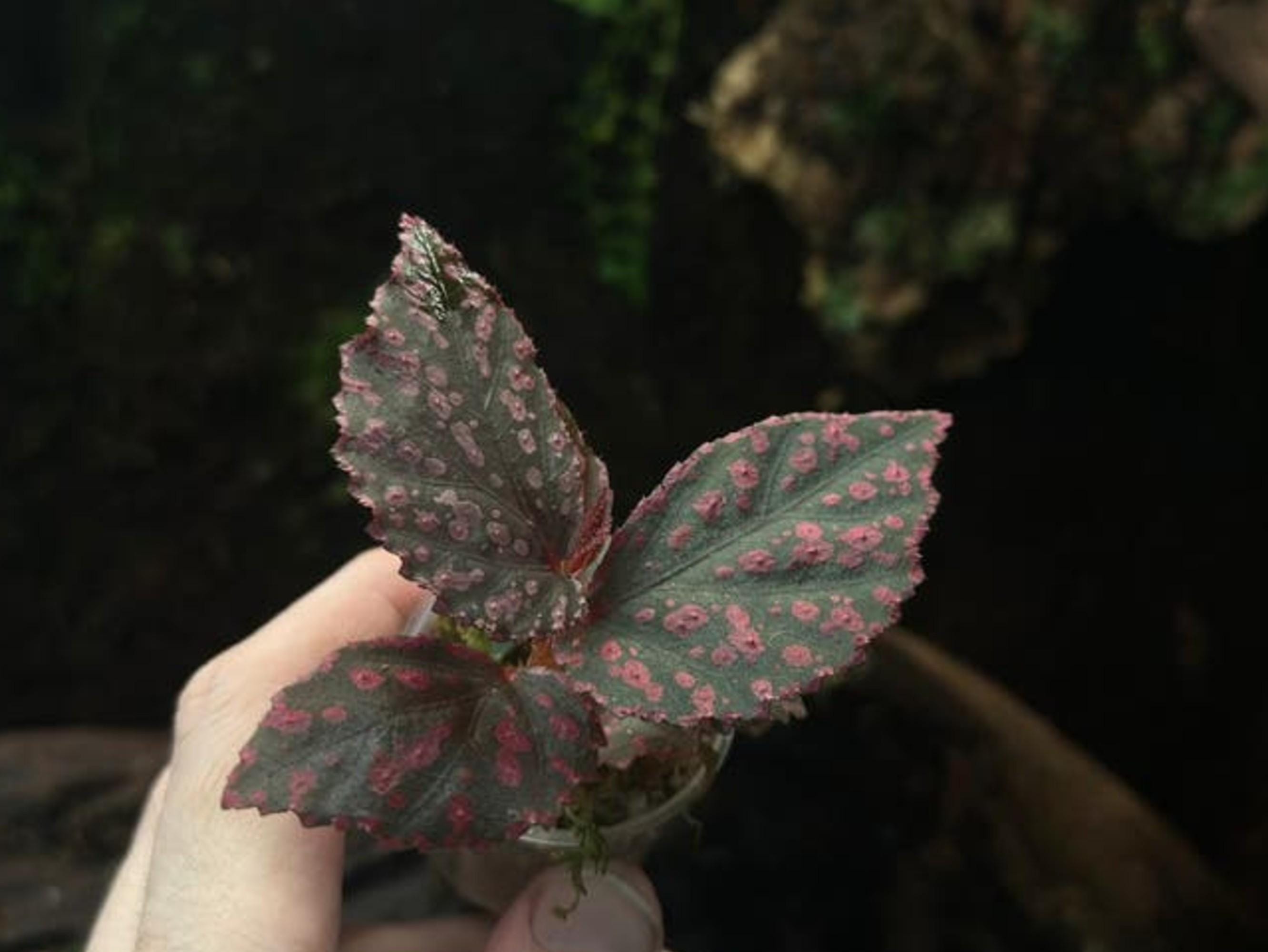 Begonia Hairy Pink Spots cutting