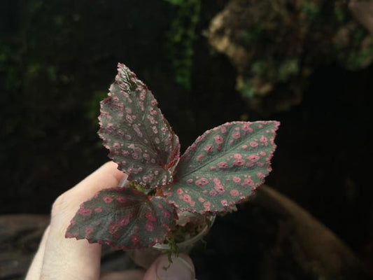 Begonia Hairy Pink Spots cutting