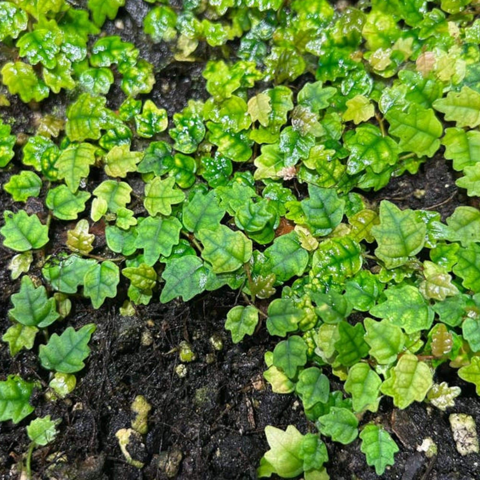 Ficus Pumila Quercifolia cutting