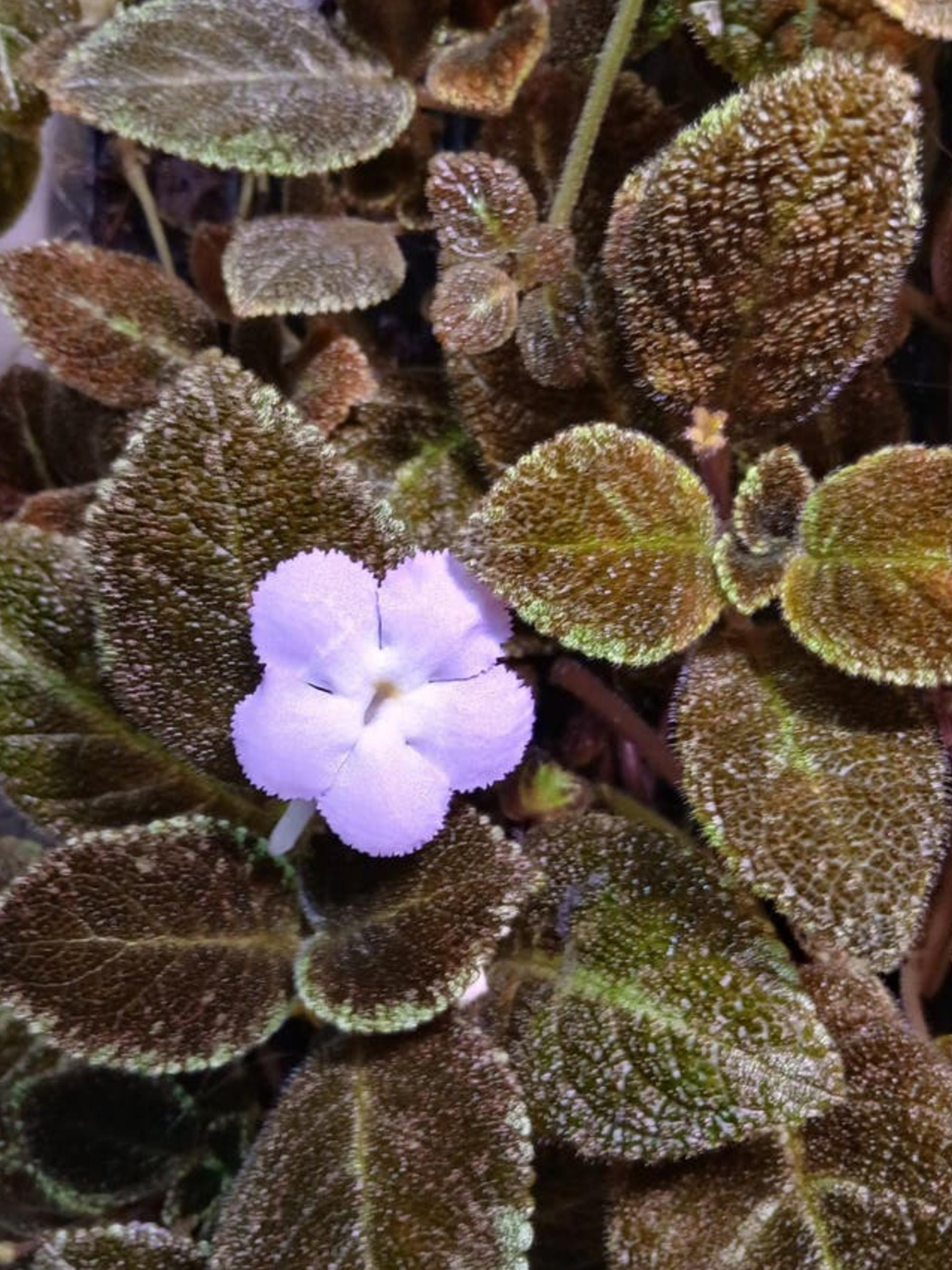 Episcia Cupreata cutting