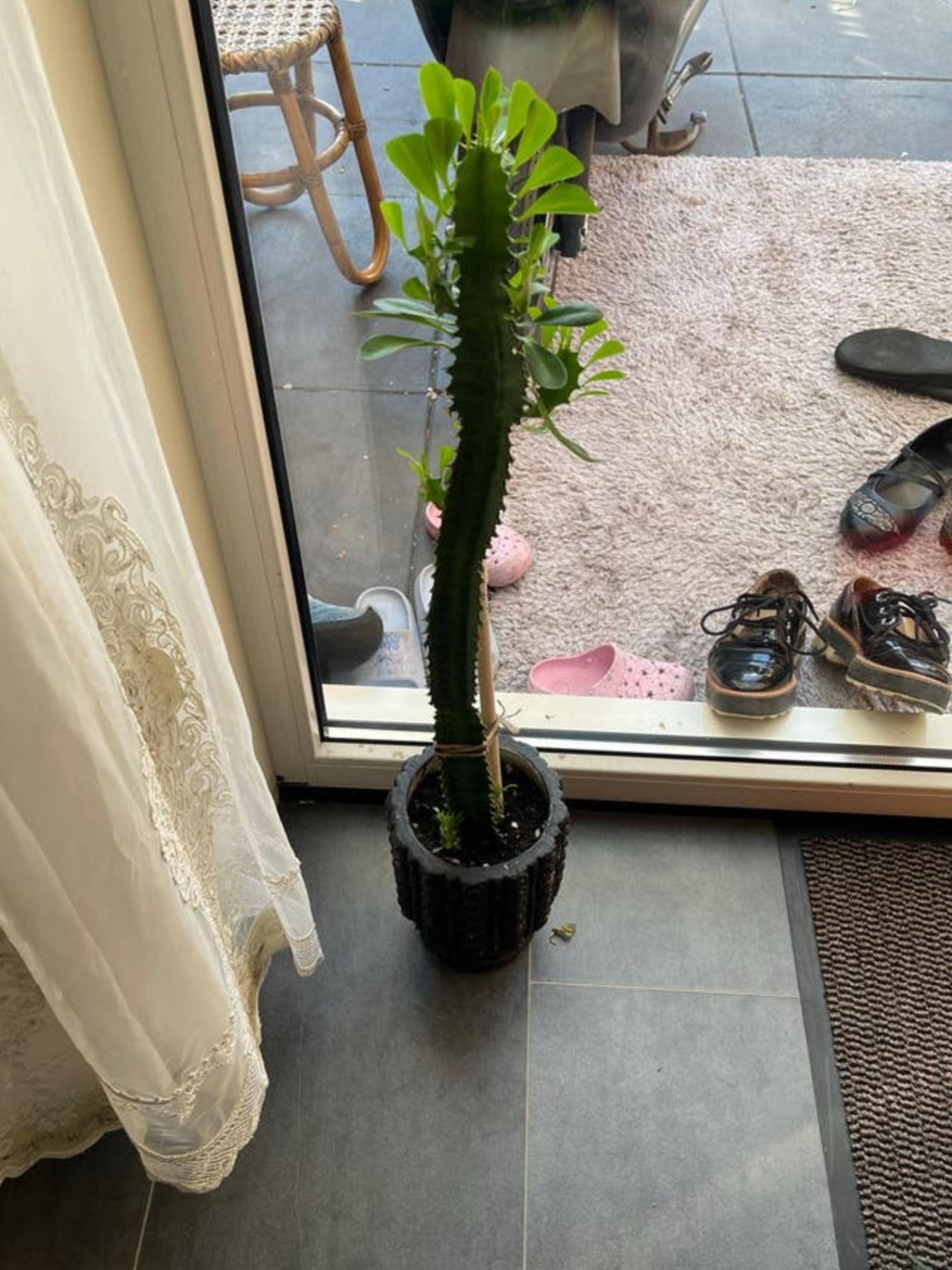Euphorbia Trigona cutting