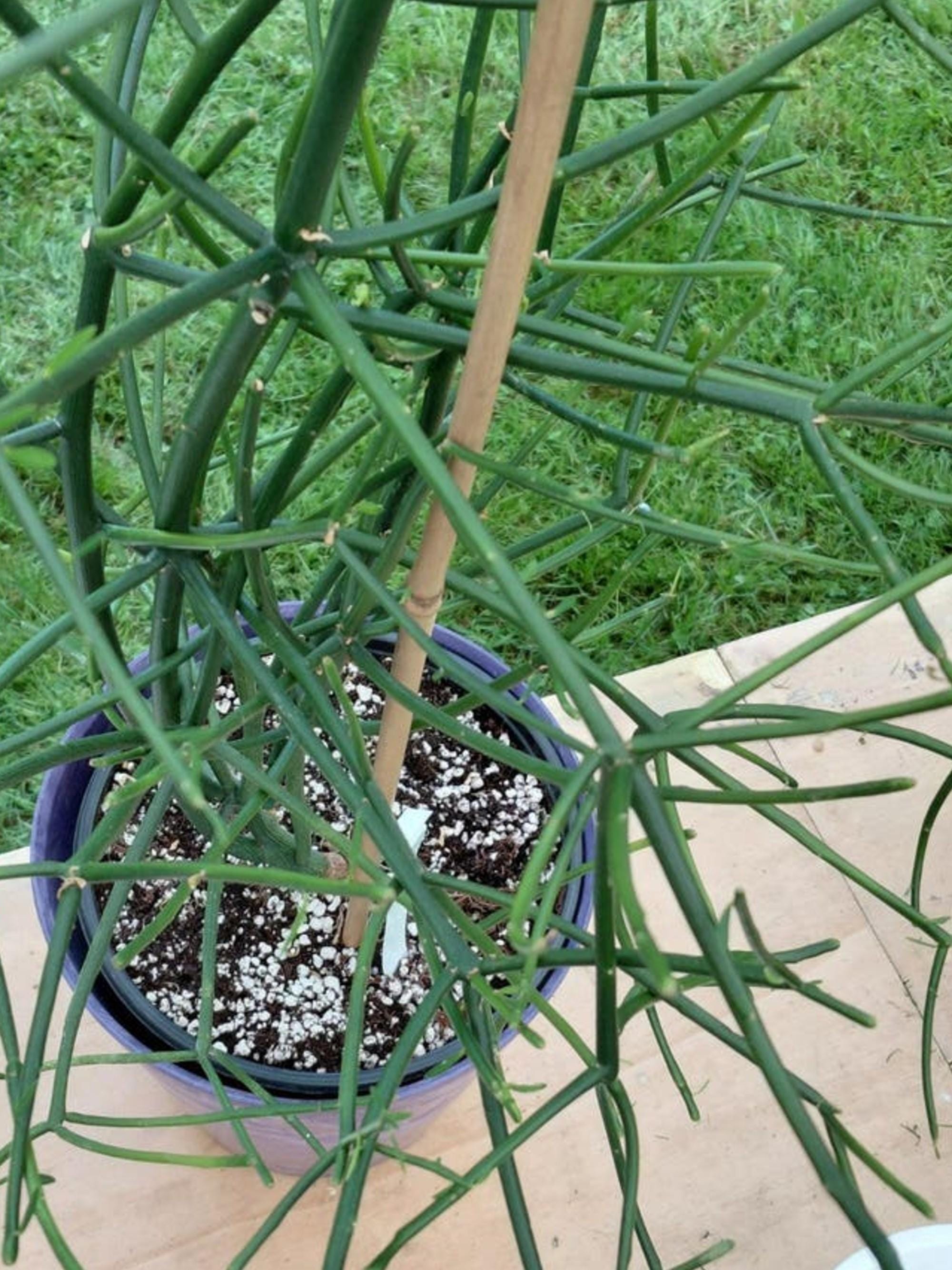 Euphorbia Tirucalli (Pencil Cactus) cutting