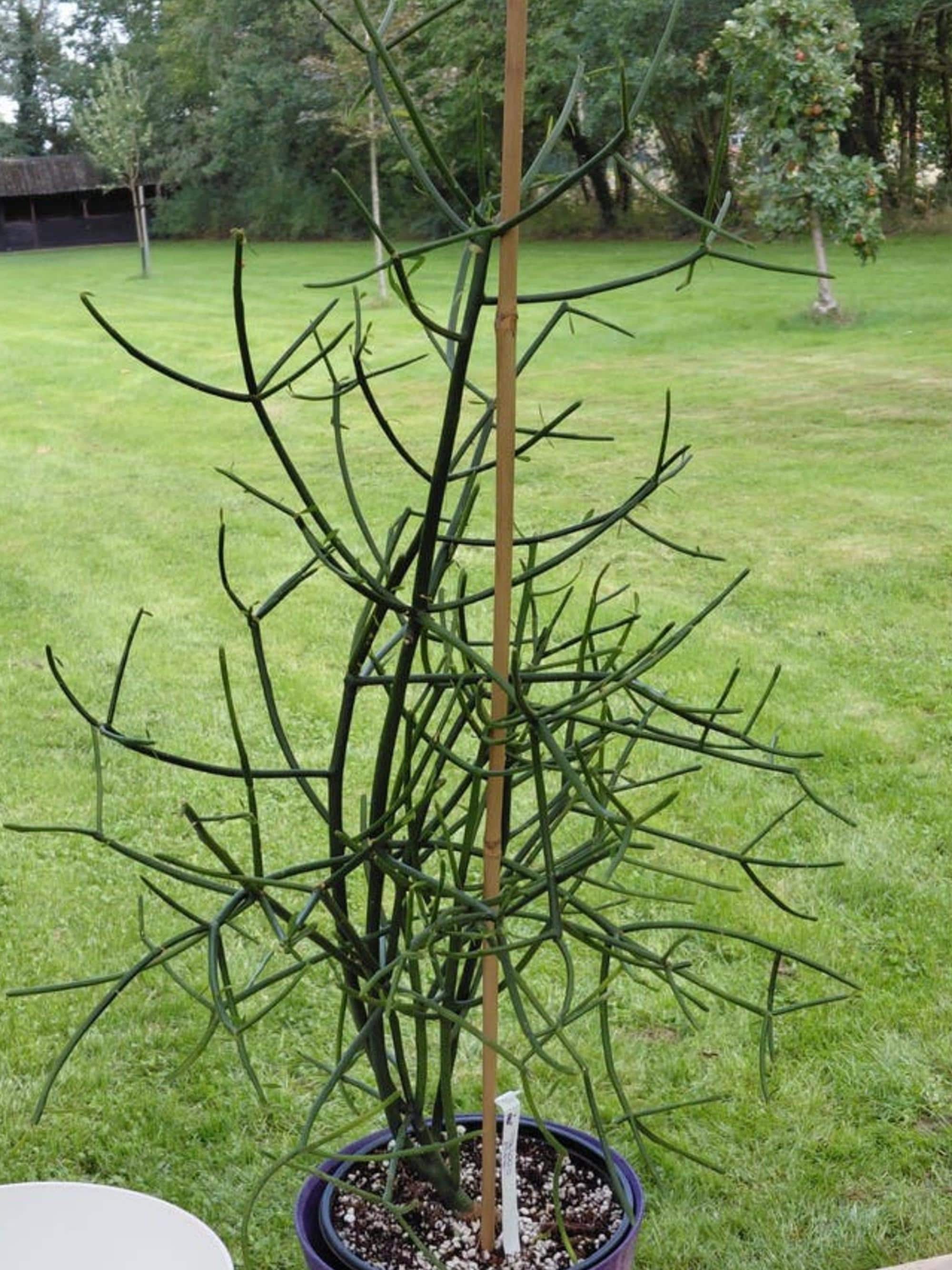 Euphorbia Tirucalli (Pencil Cactus) cutting