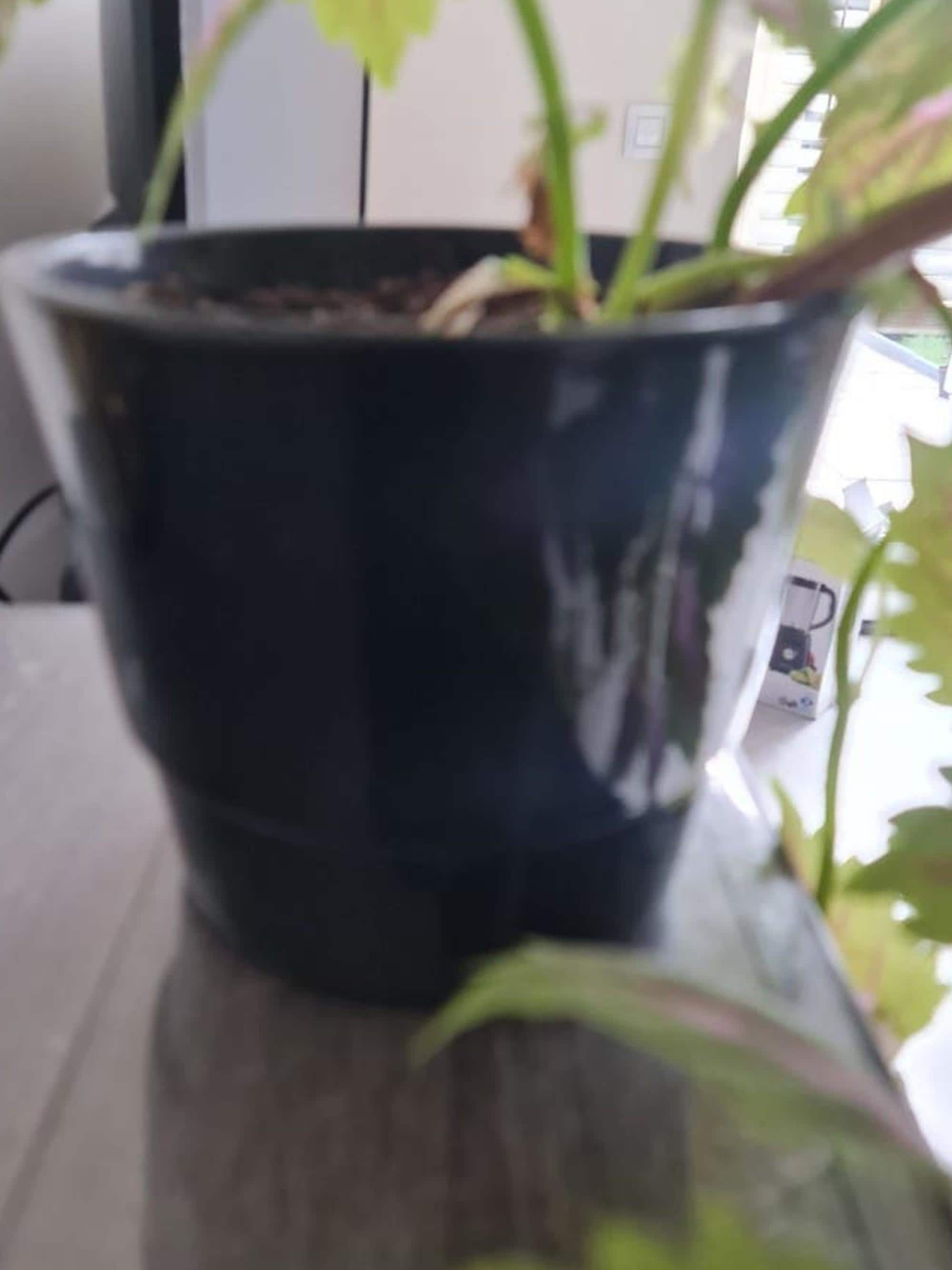 Coleus Scutellarioides cutting