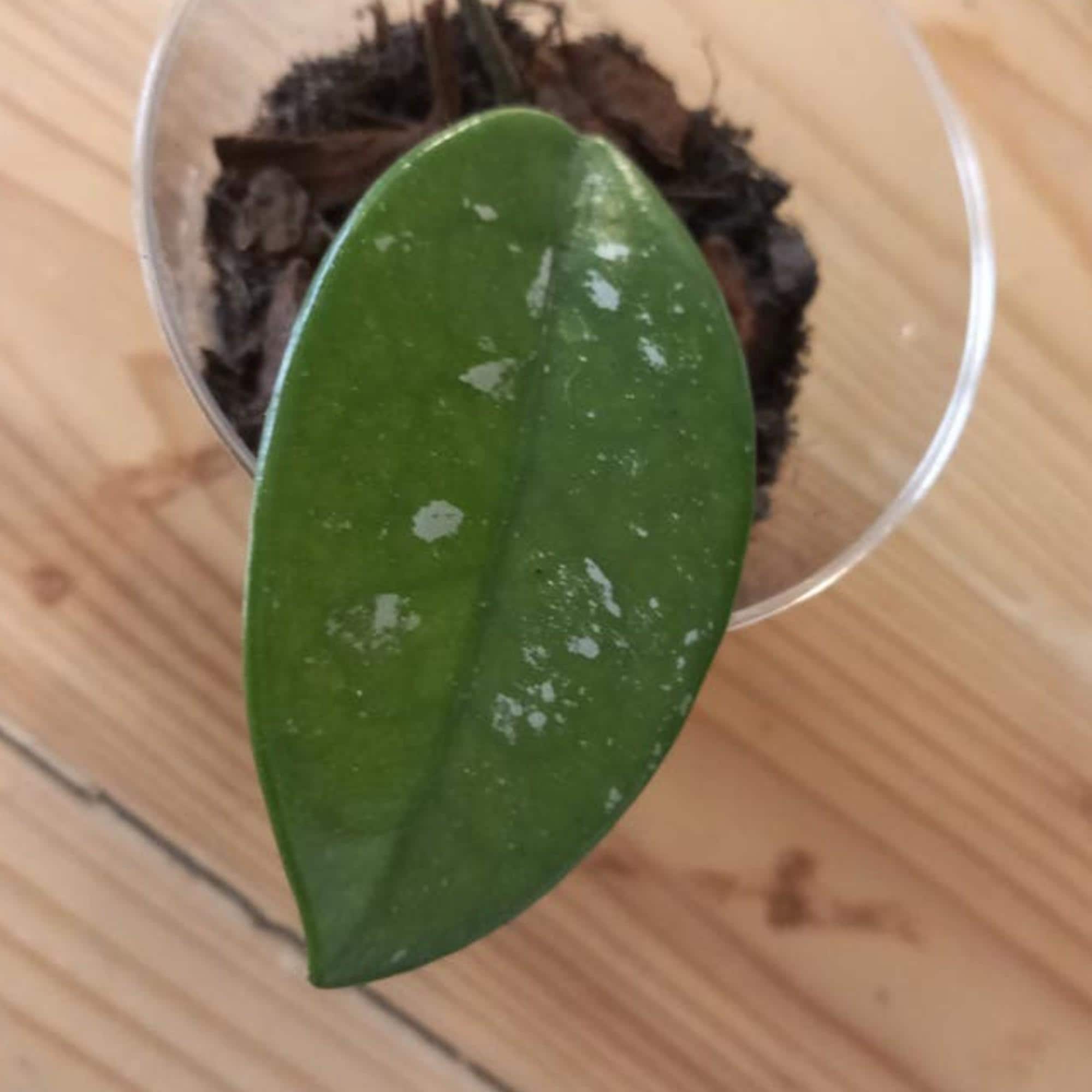 Hoya Carnosa Wilbur Graves Silver cutting