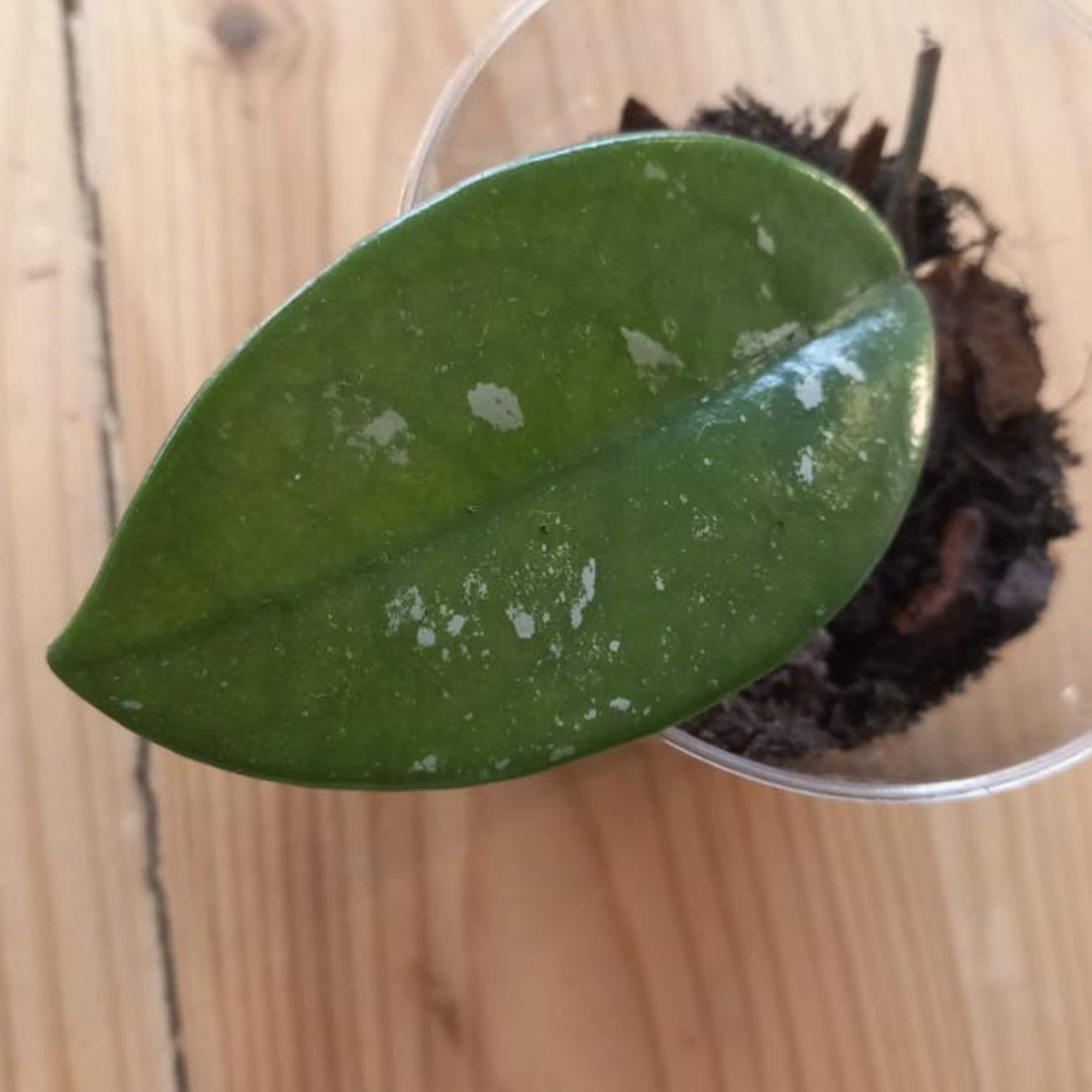 Hoya Carnosa Wilbur Graves Silver cutting