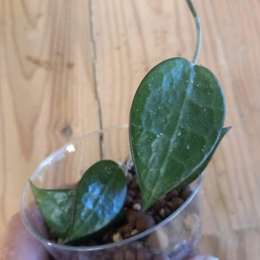 Hoya Verticillata Black Margin cutting