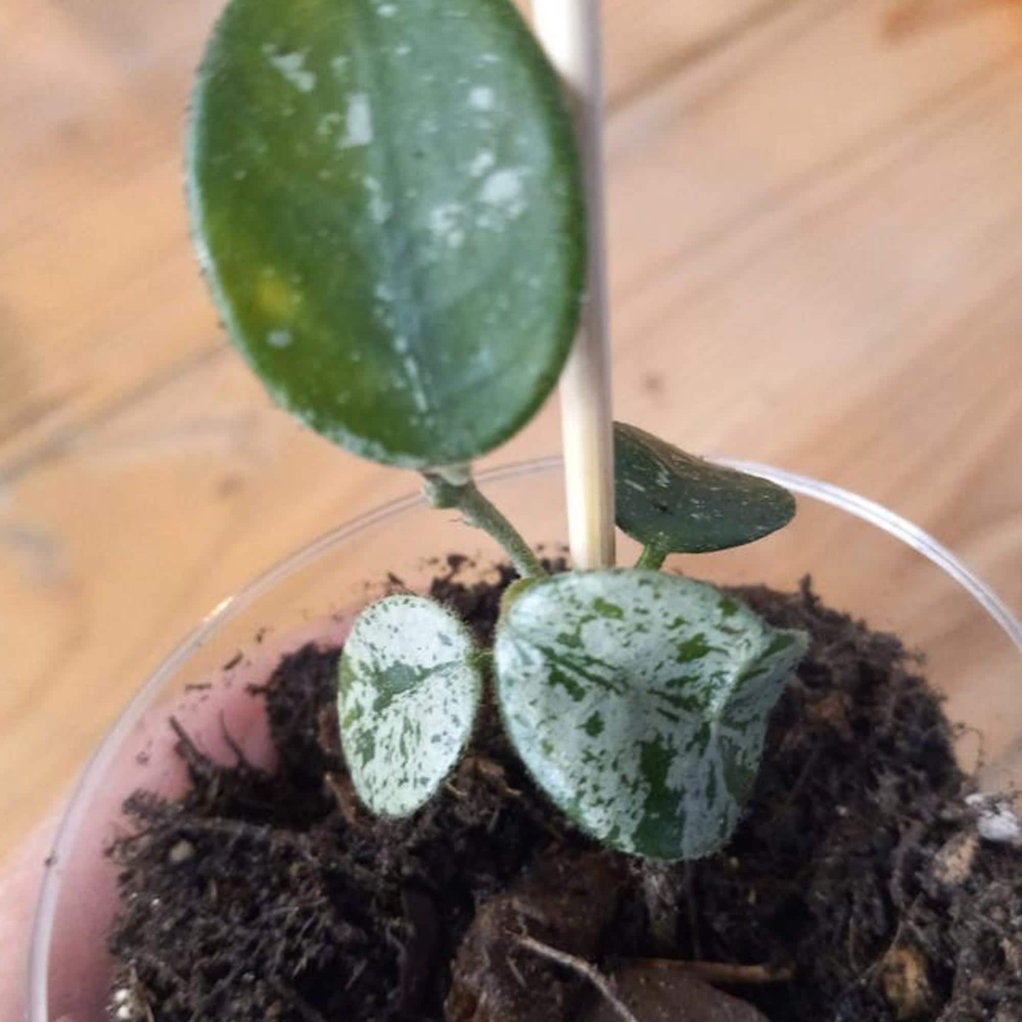 Hoya Mathilda Splash cutting