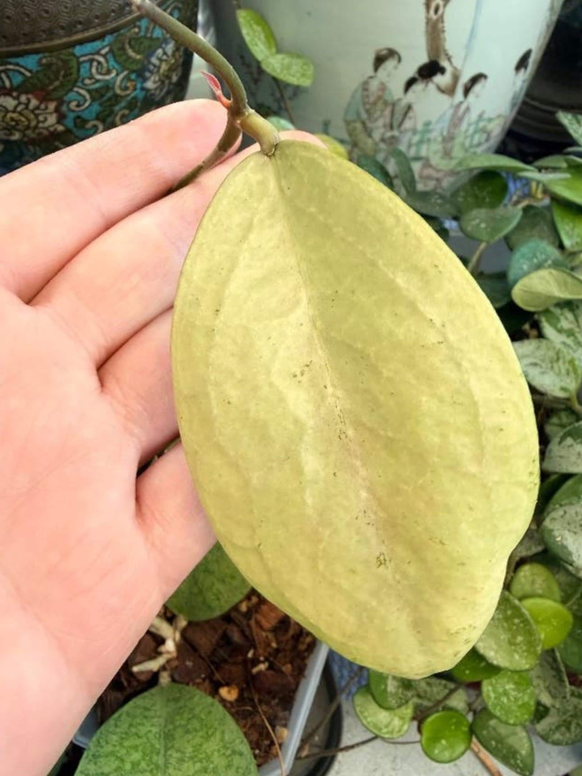 Hoya Menak Sopal cutting