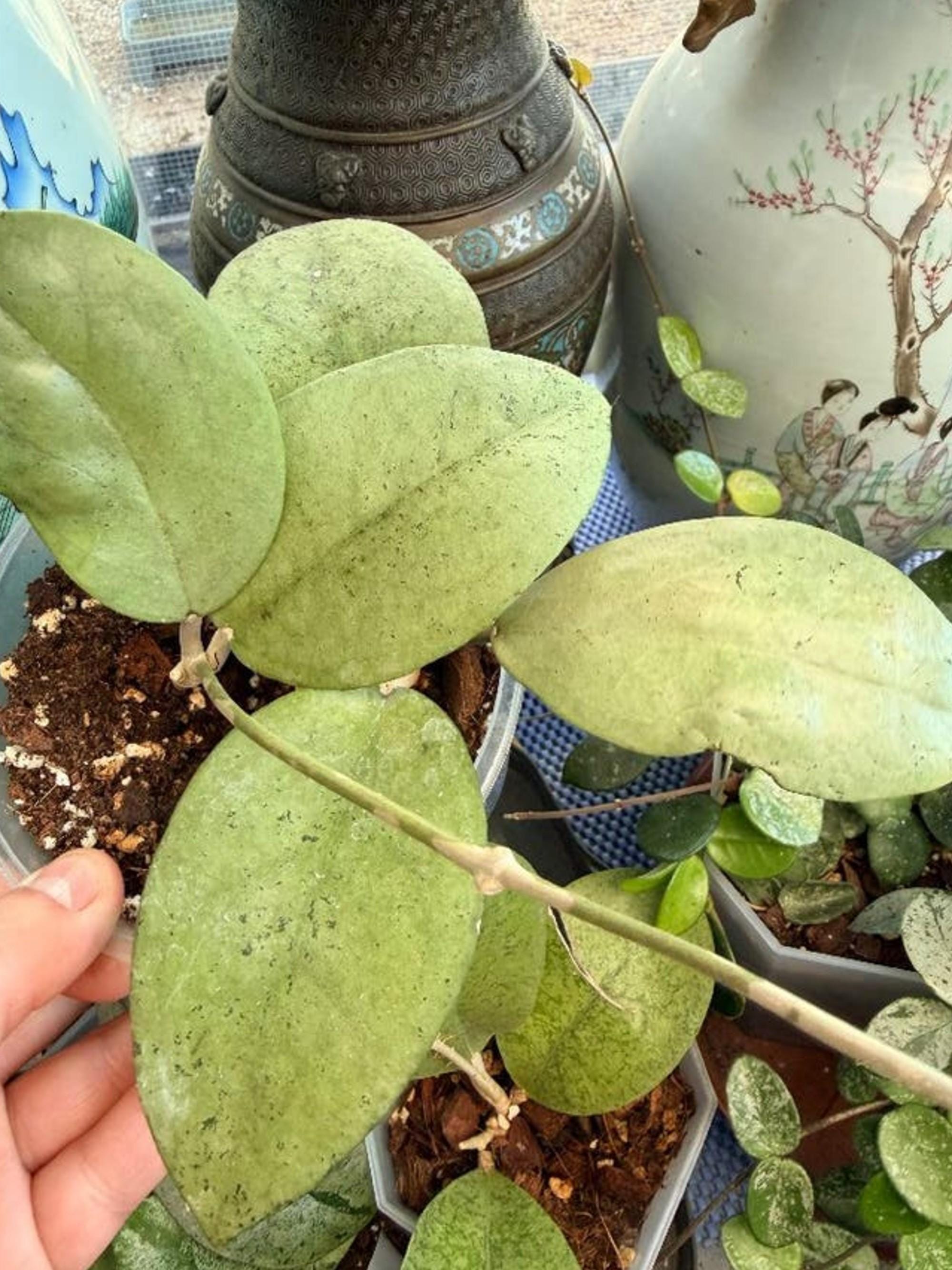Hoya Menak Sopal cutting