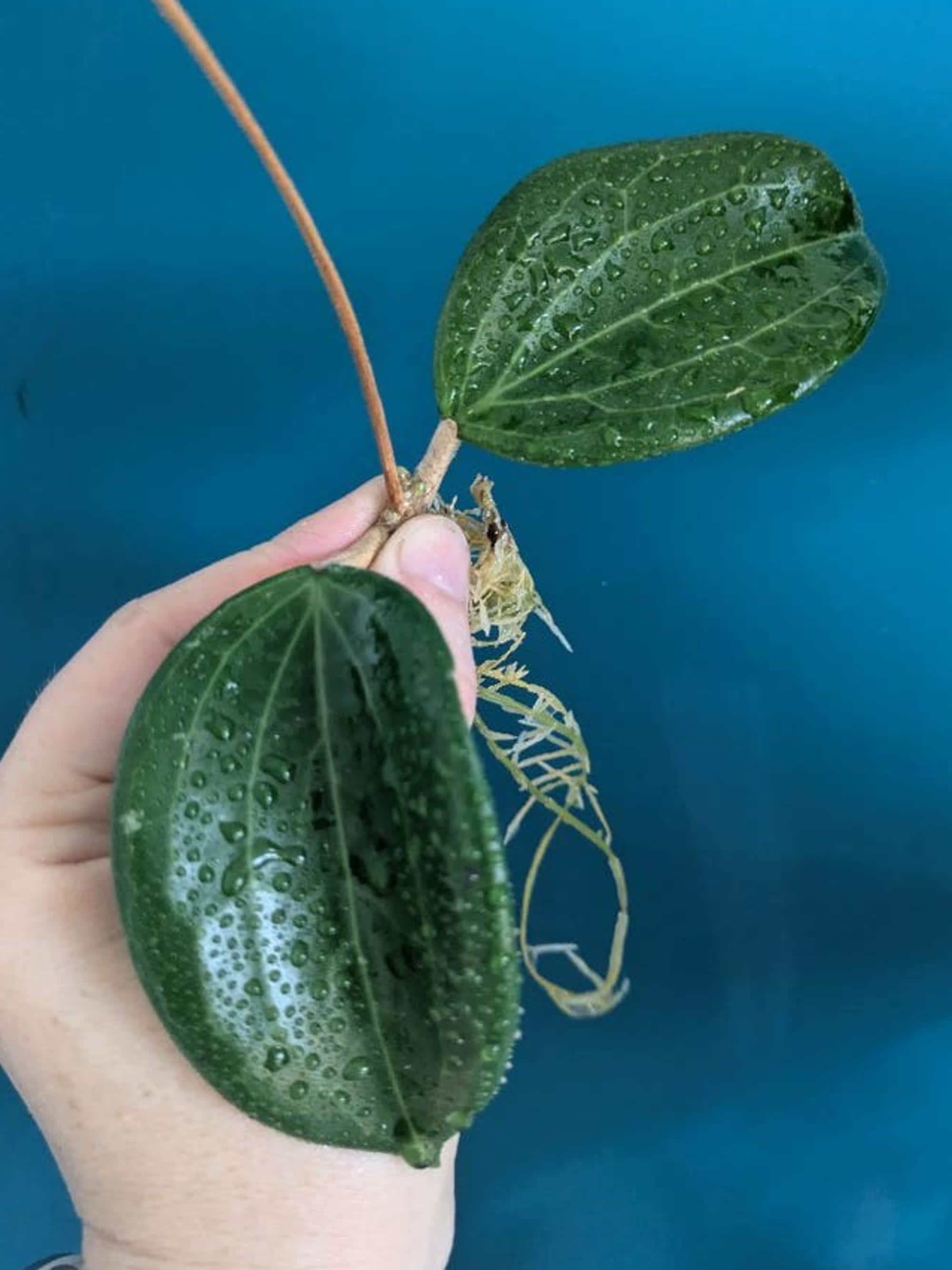 Hoya Quinquenervia cutting