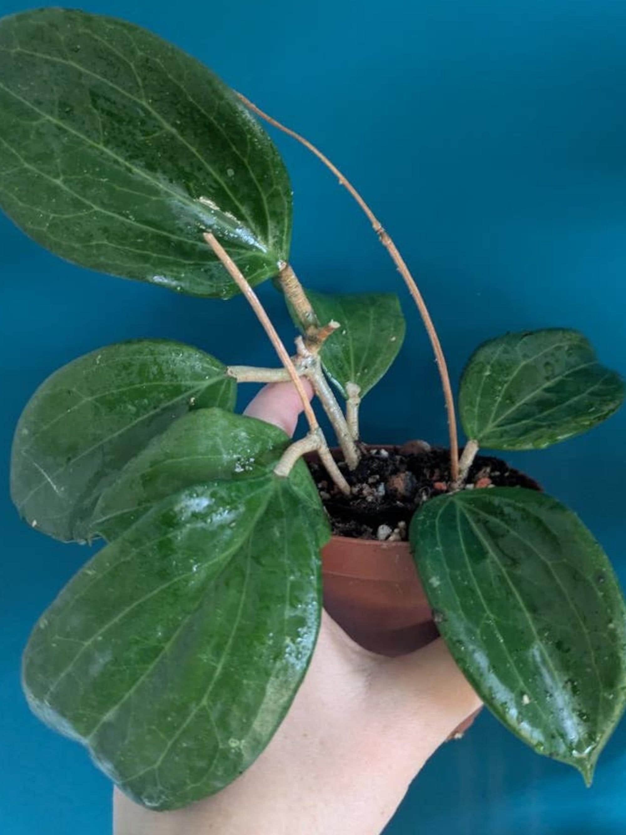 Hoya Quinquenervia cutting