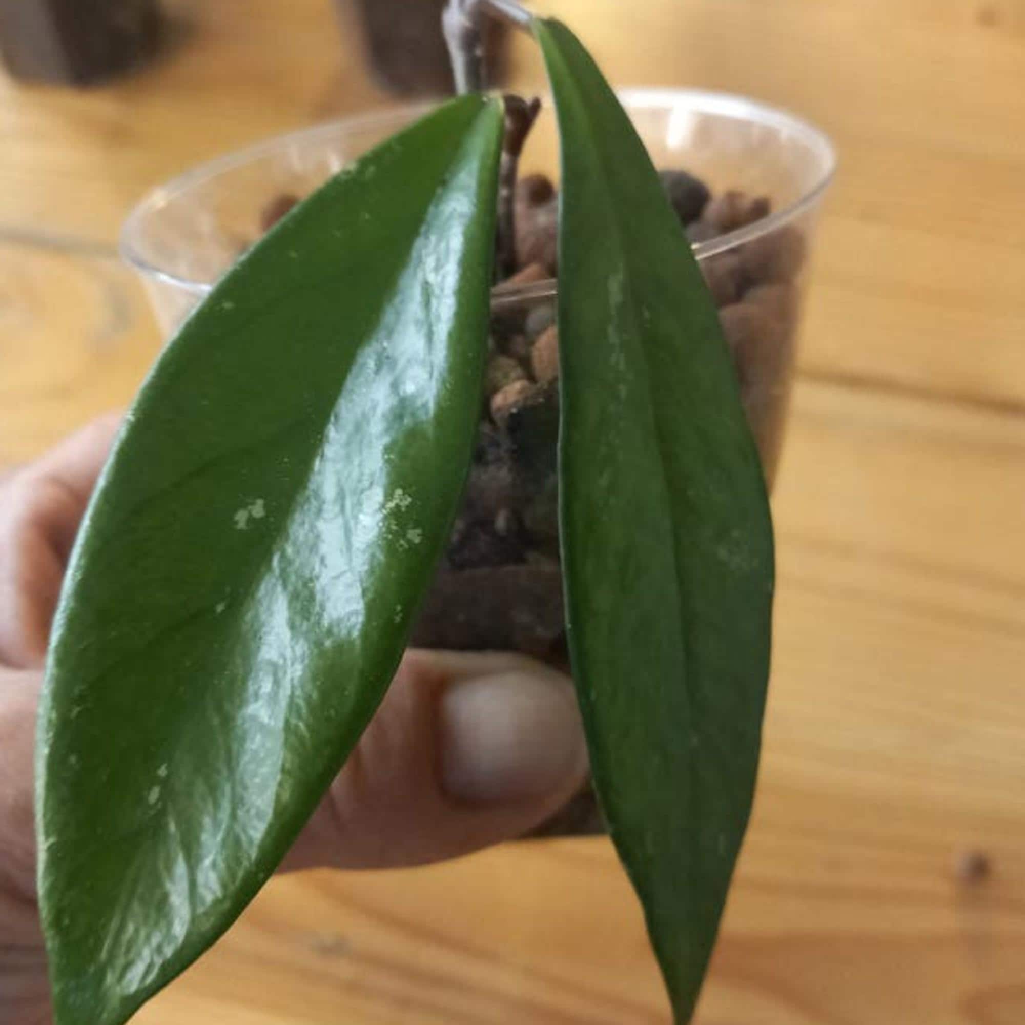 Hoya Pubicalyx Royal Hawaiian cutting