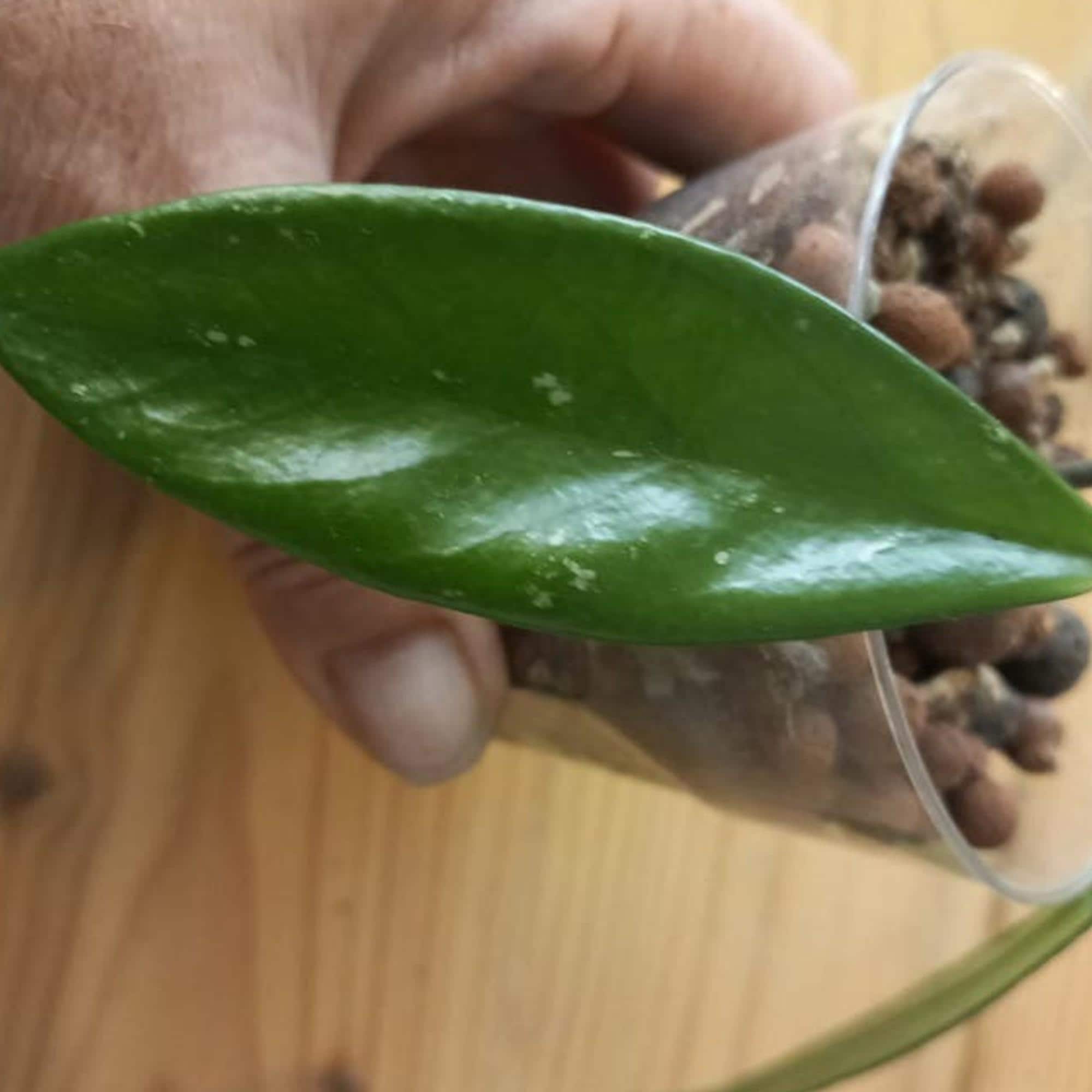 Hoya Pubicalyx Royal Hawaiian cutting