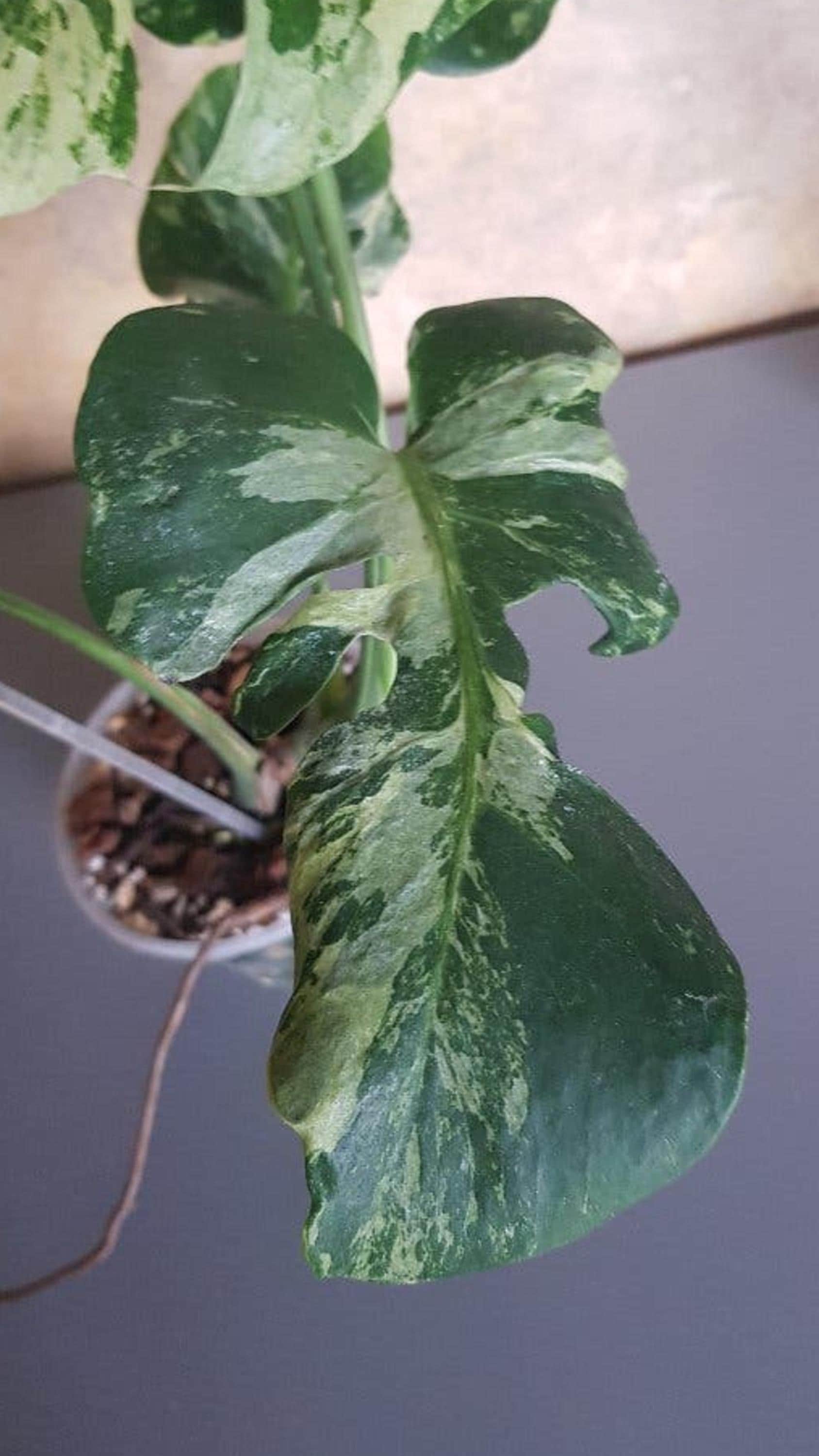 Monstera Ocean Mint Contorta cutting