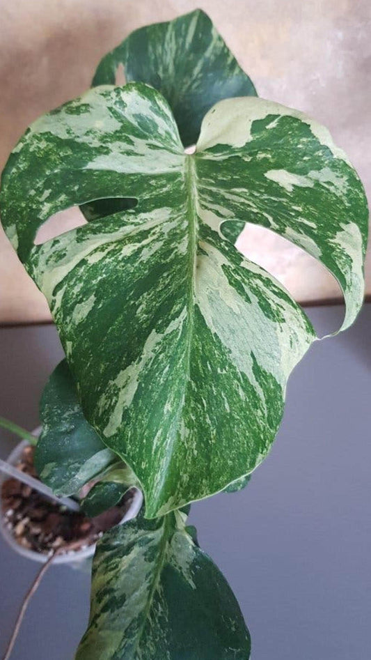 Monstera Ocean Mint Contorta cutting