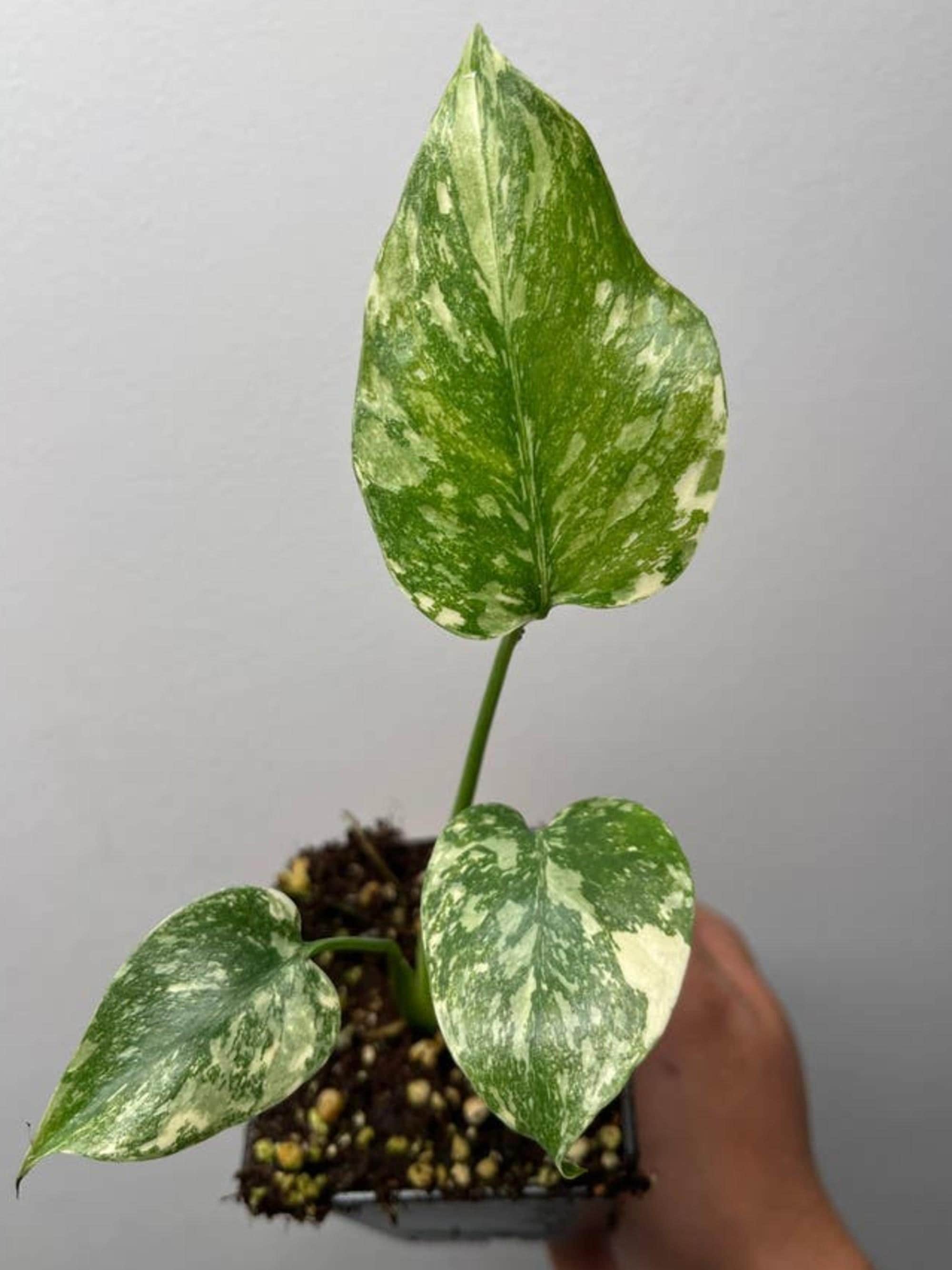 Monstera Deliciosa Starlight cutting