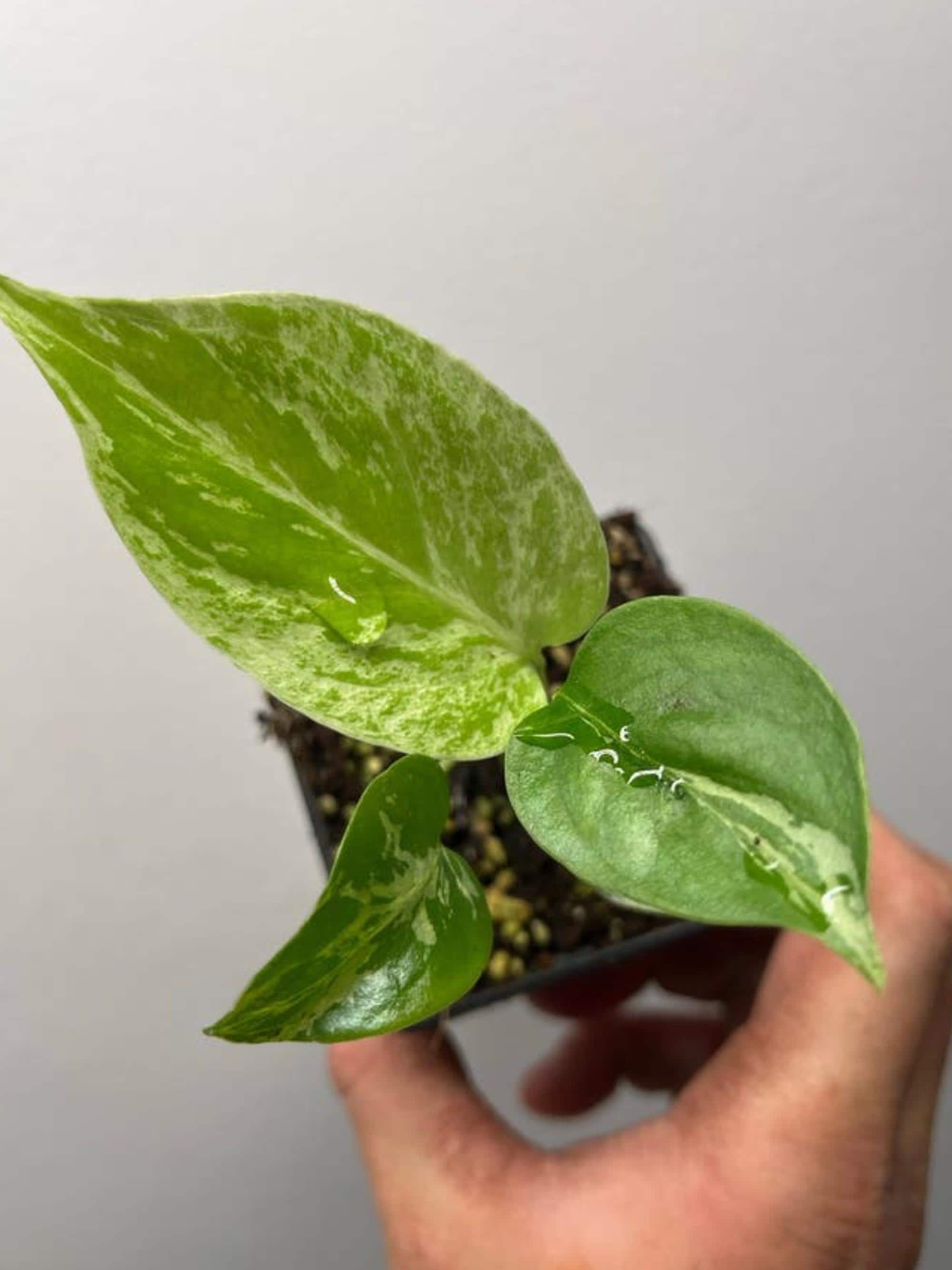 Monstera Deliciosa Bulbasaur cutting