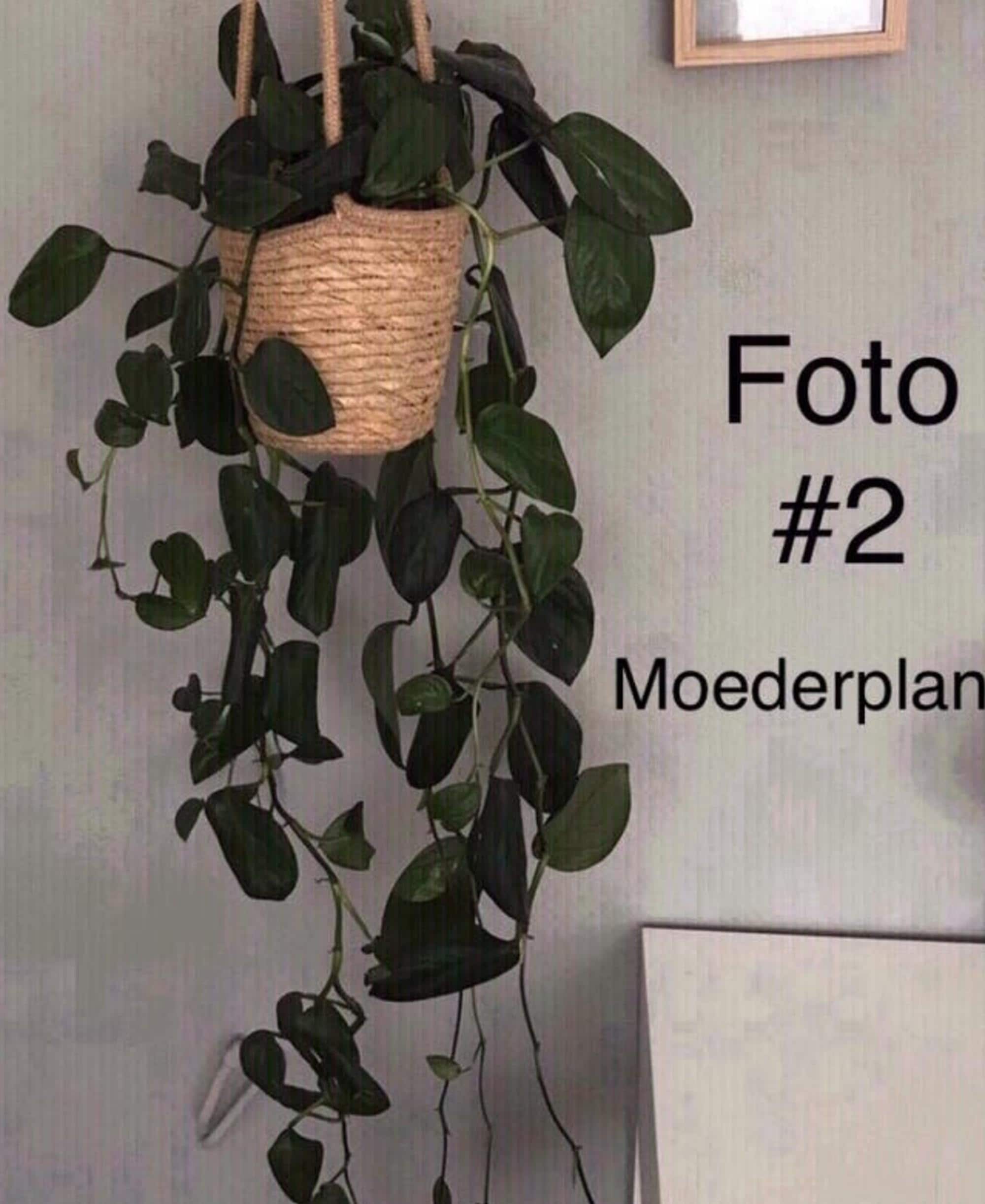 Monstera Friedrichsthalii cutting