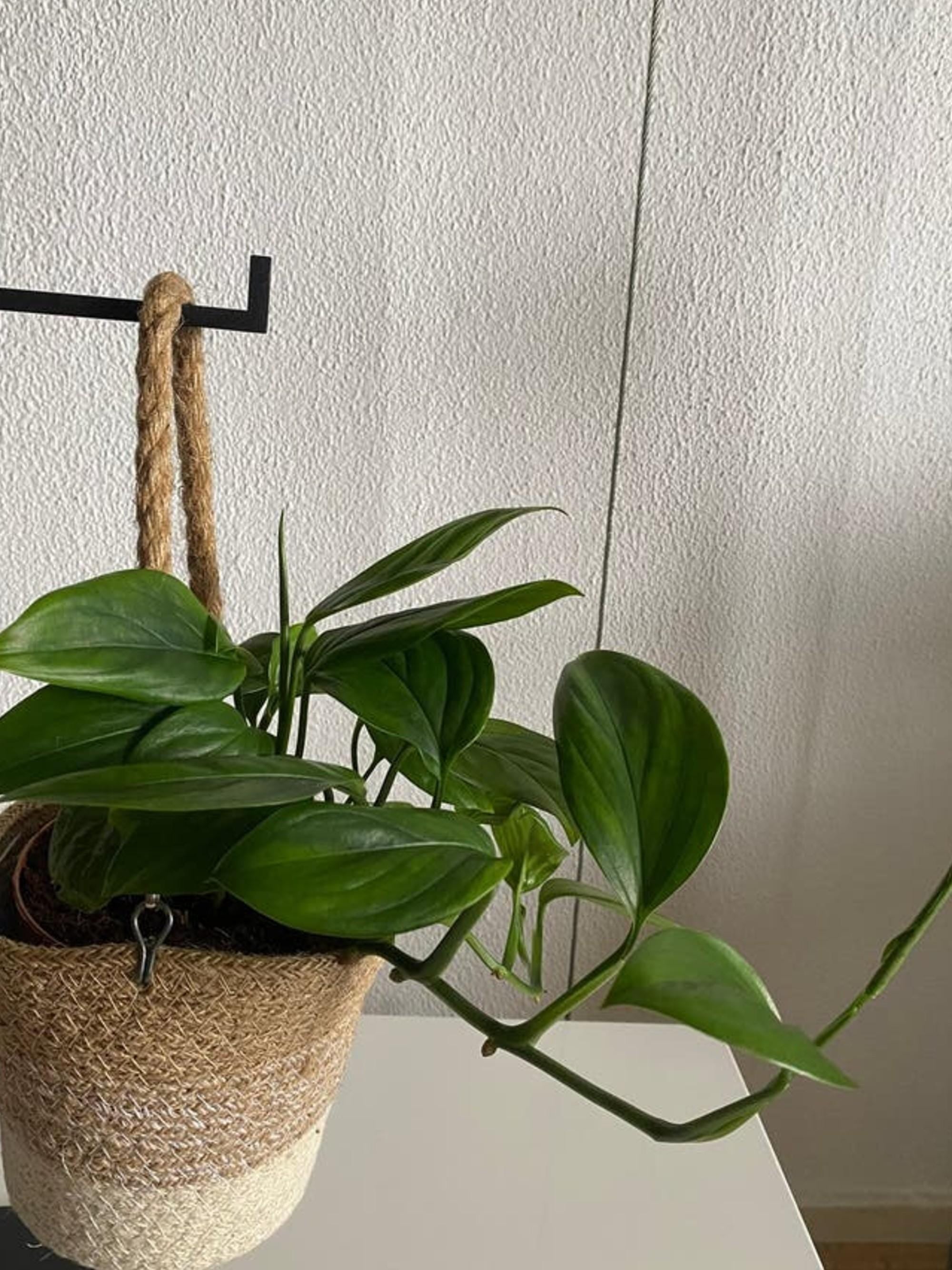 Monstera Friedrichsthalii cutting