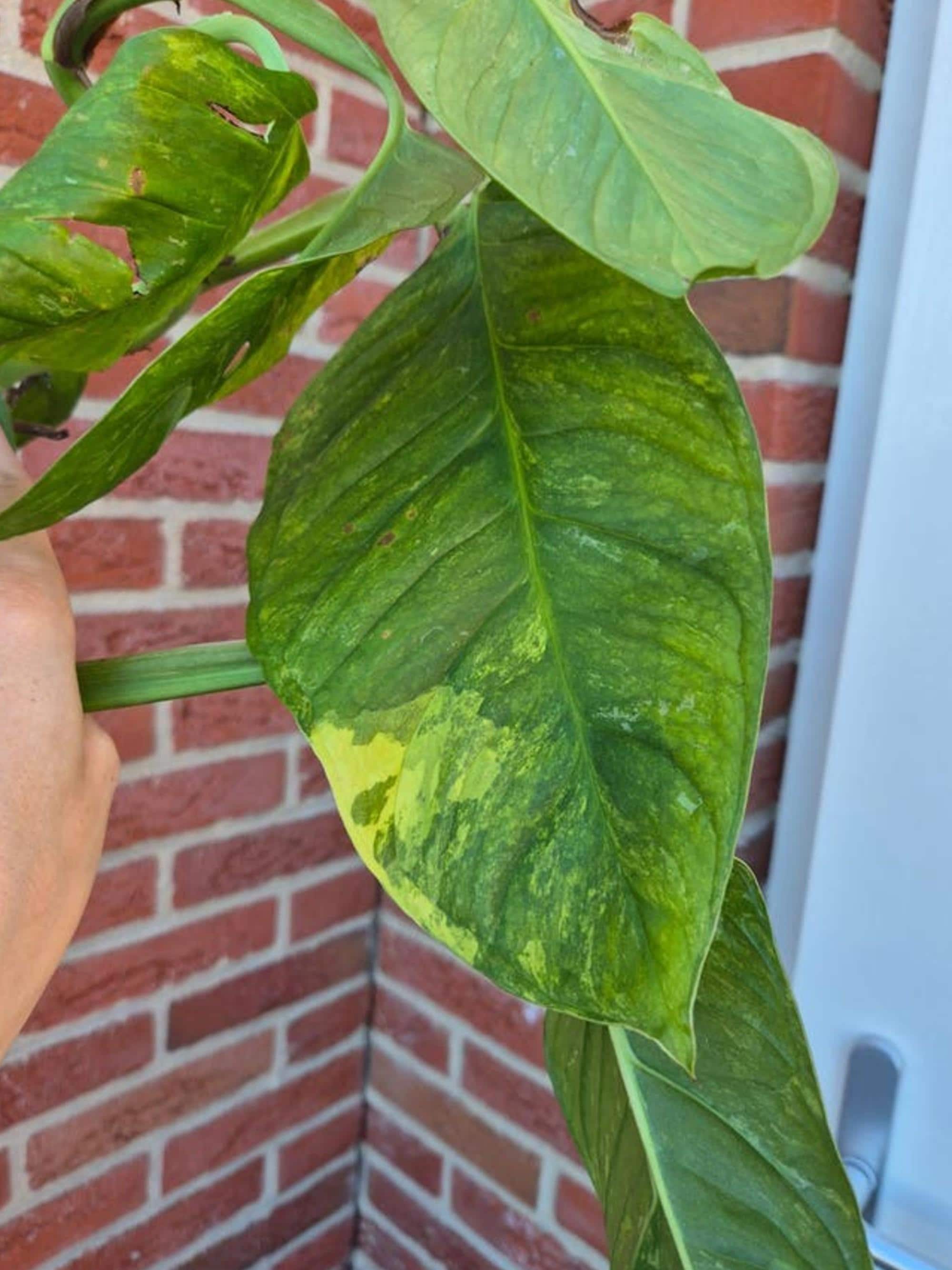 Monstera Obliqua Mayuna Variegata cutting