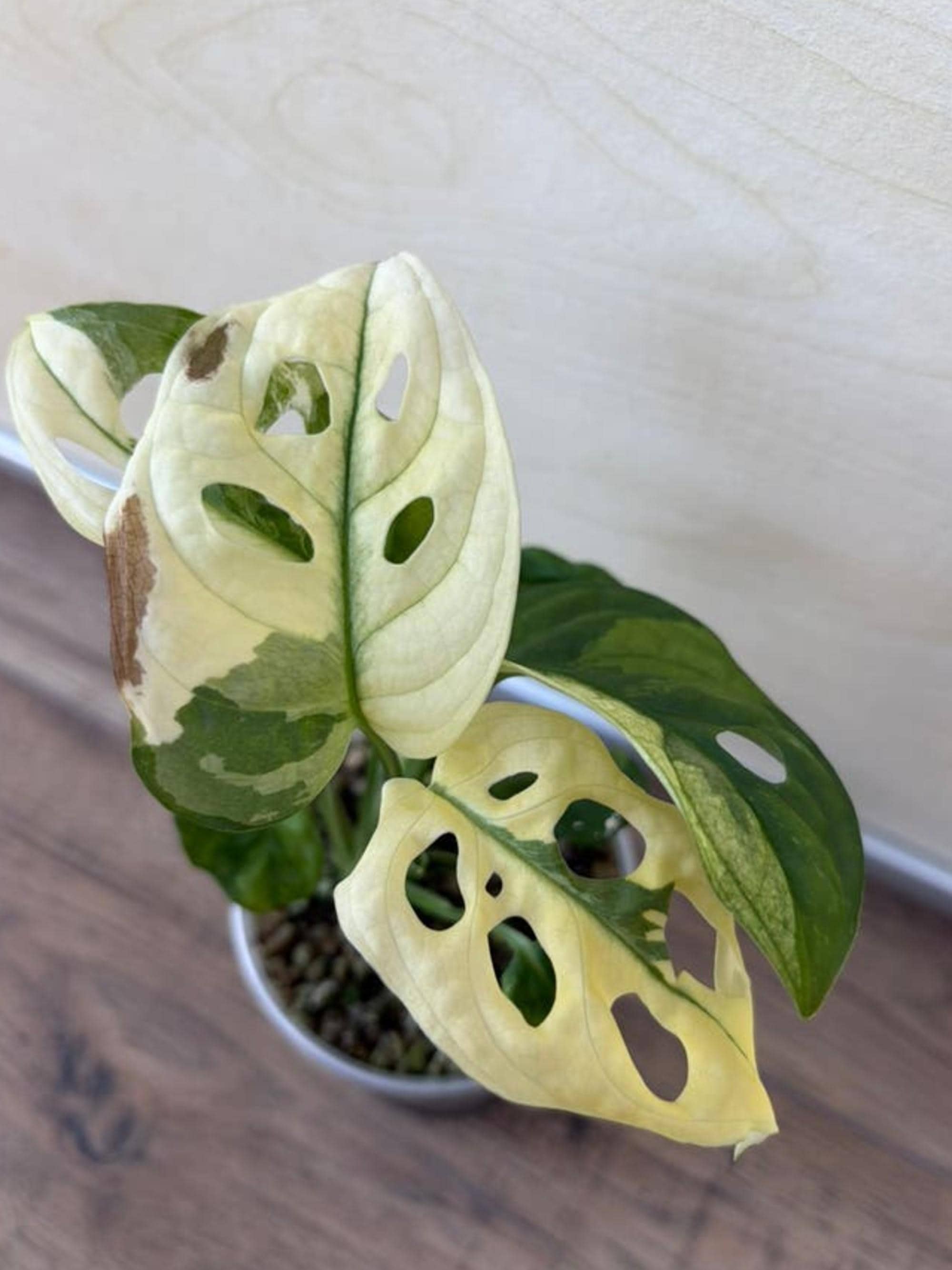 Monstera Adansonii Japanese Tricolor Variegata cutting