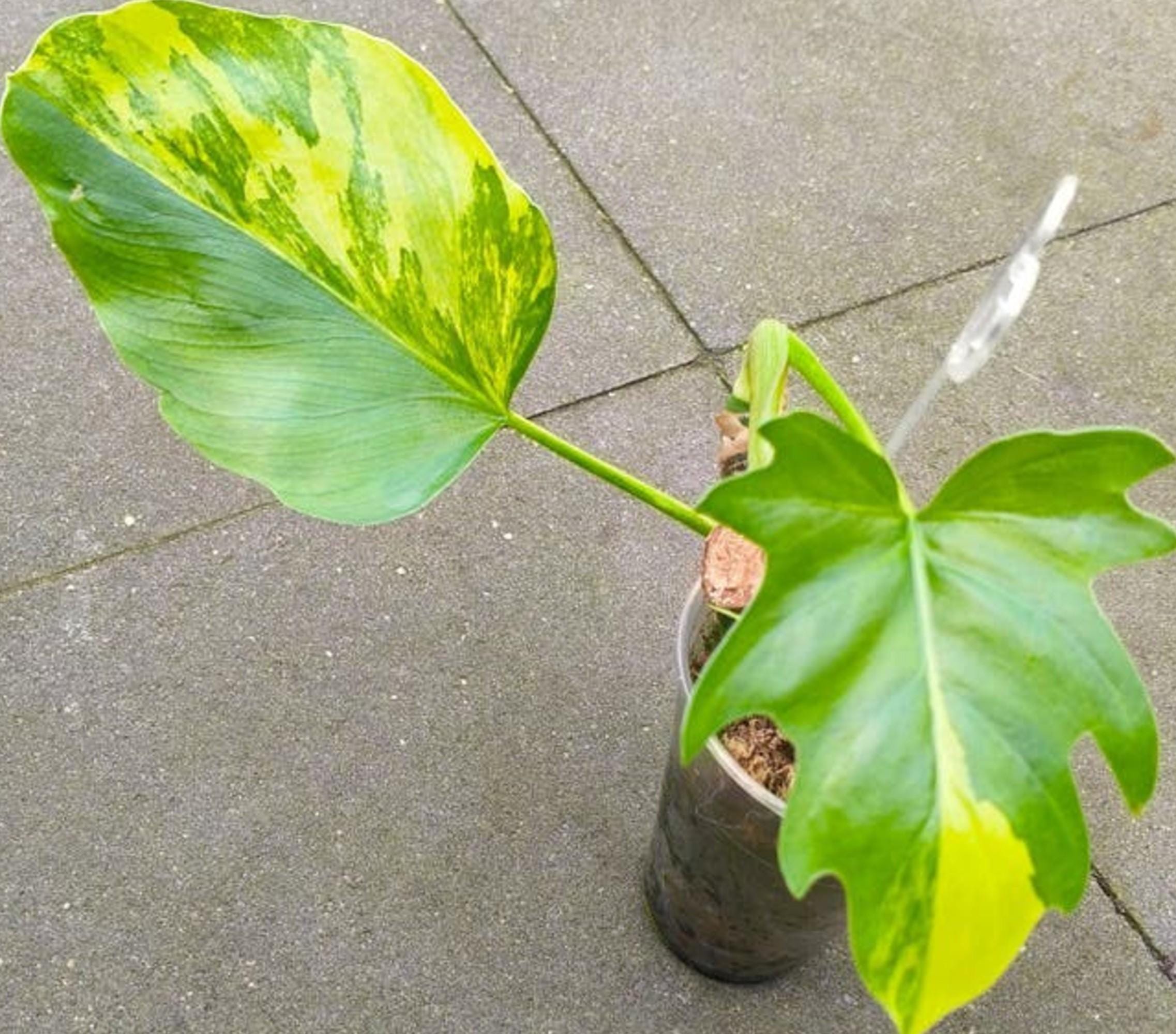 Philodendron Warscewiczii Variegata cutting