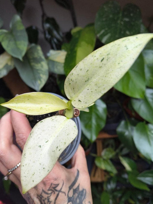 Philodendron Whipple Way – rare plant for sale