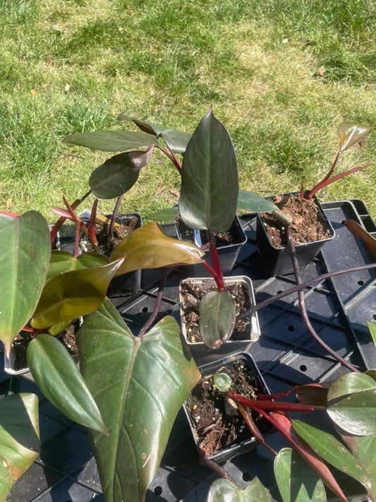 Philodendron Dark Lord cutting