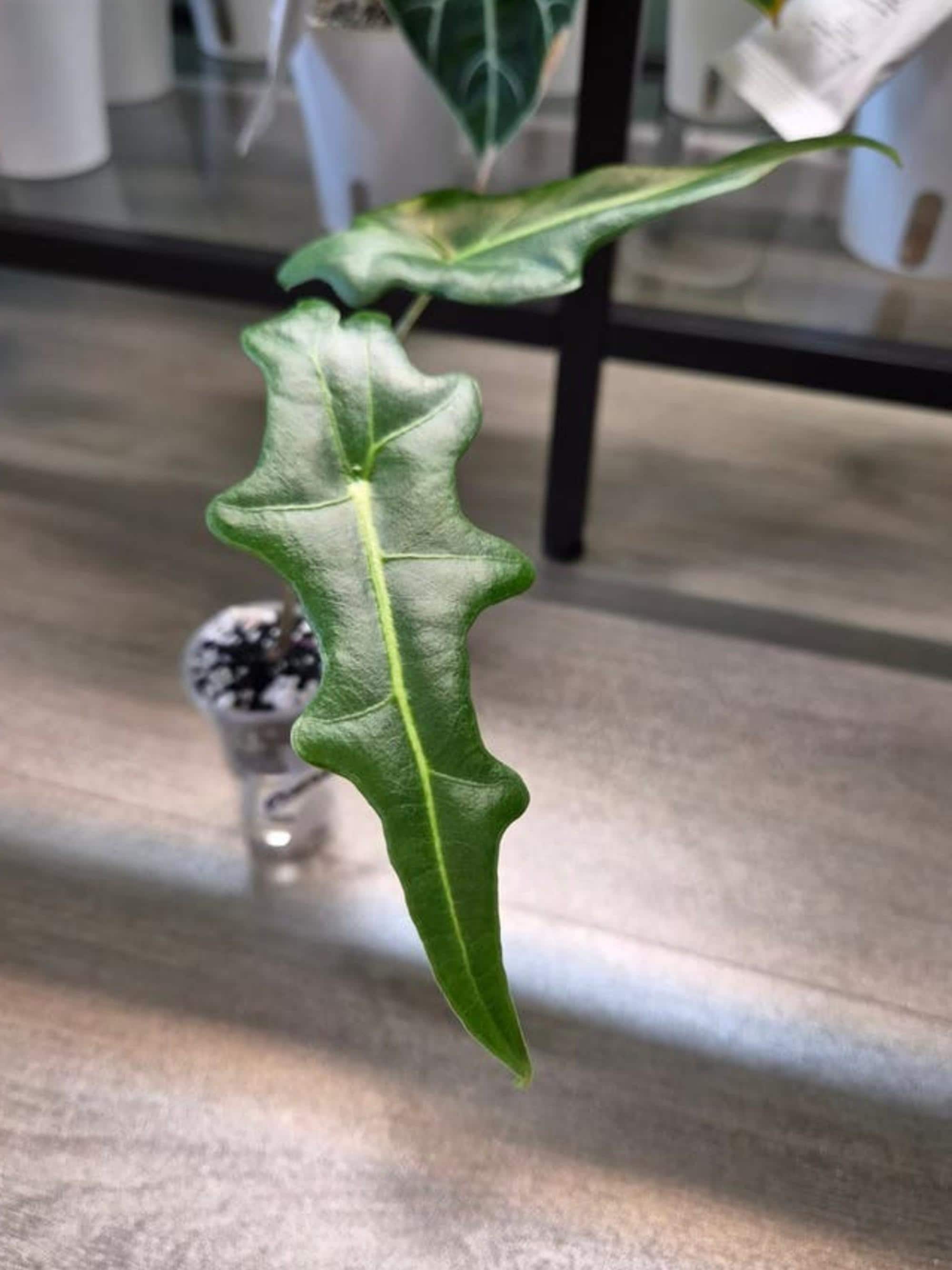 Alocasia Portei bulb