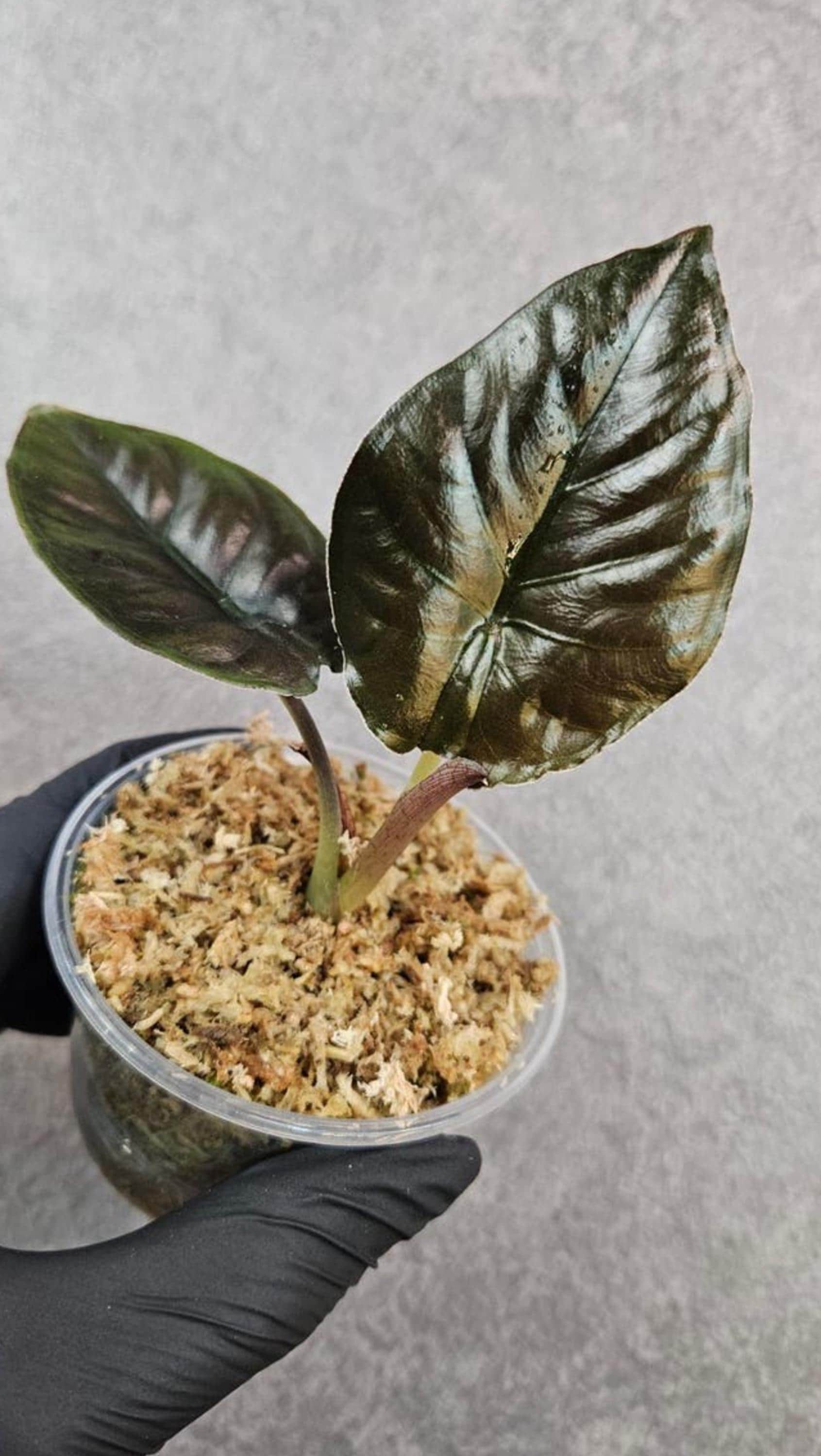 Alocasia Infernalis bulb