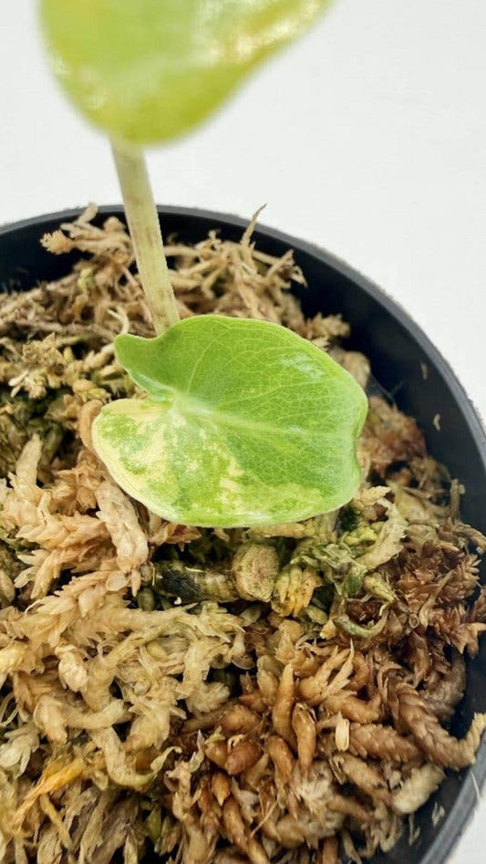 Alocasia Calidora Albo Variegata bulb