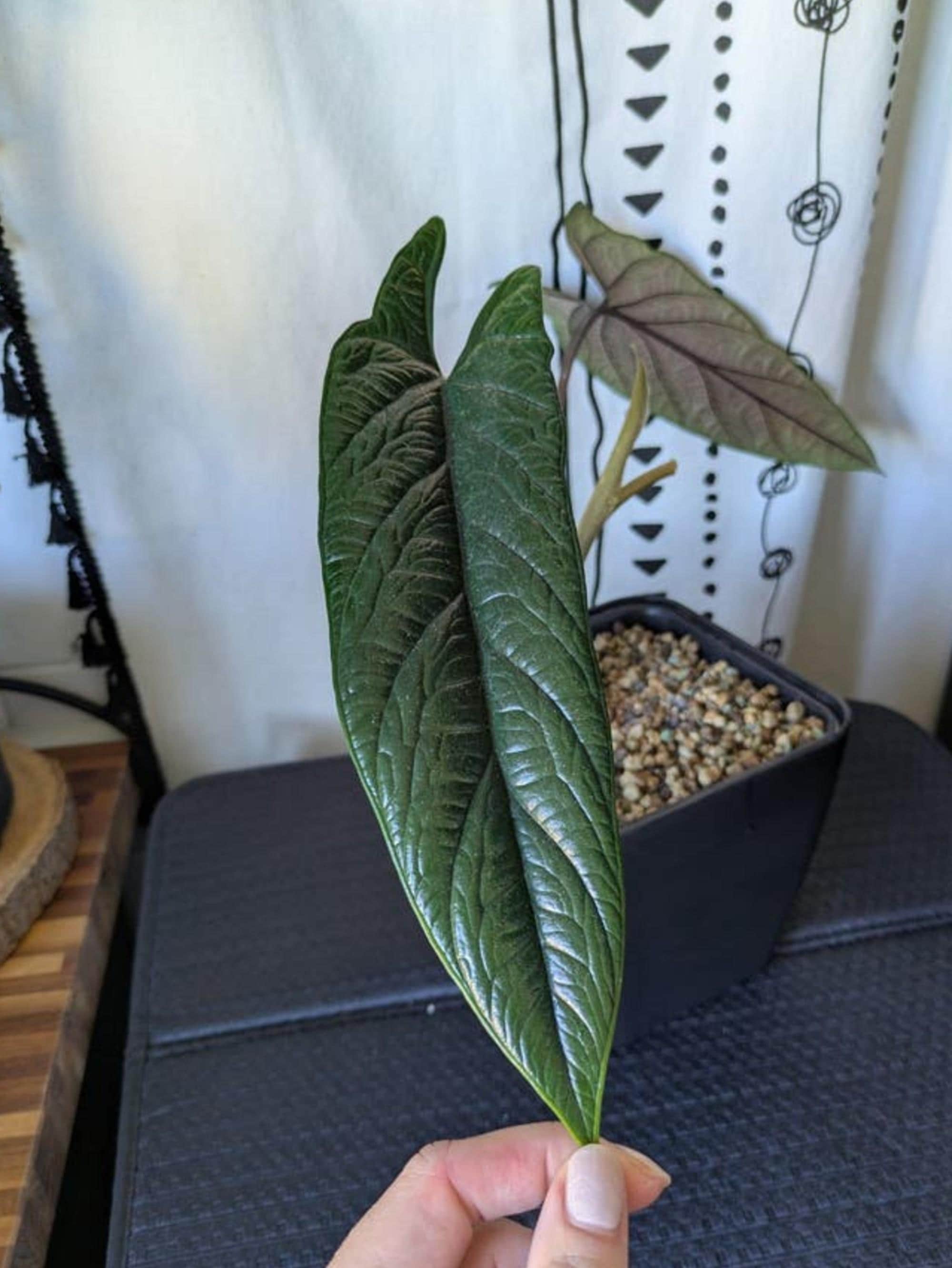 Alocasia Scalprum Corm – photo 2