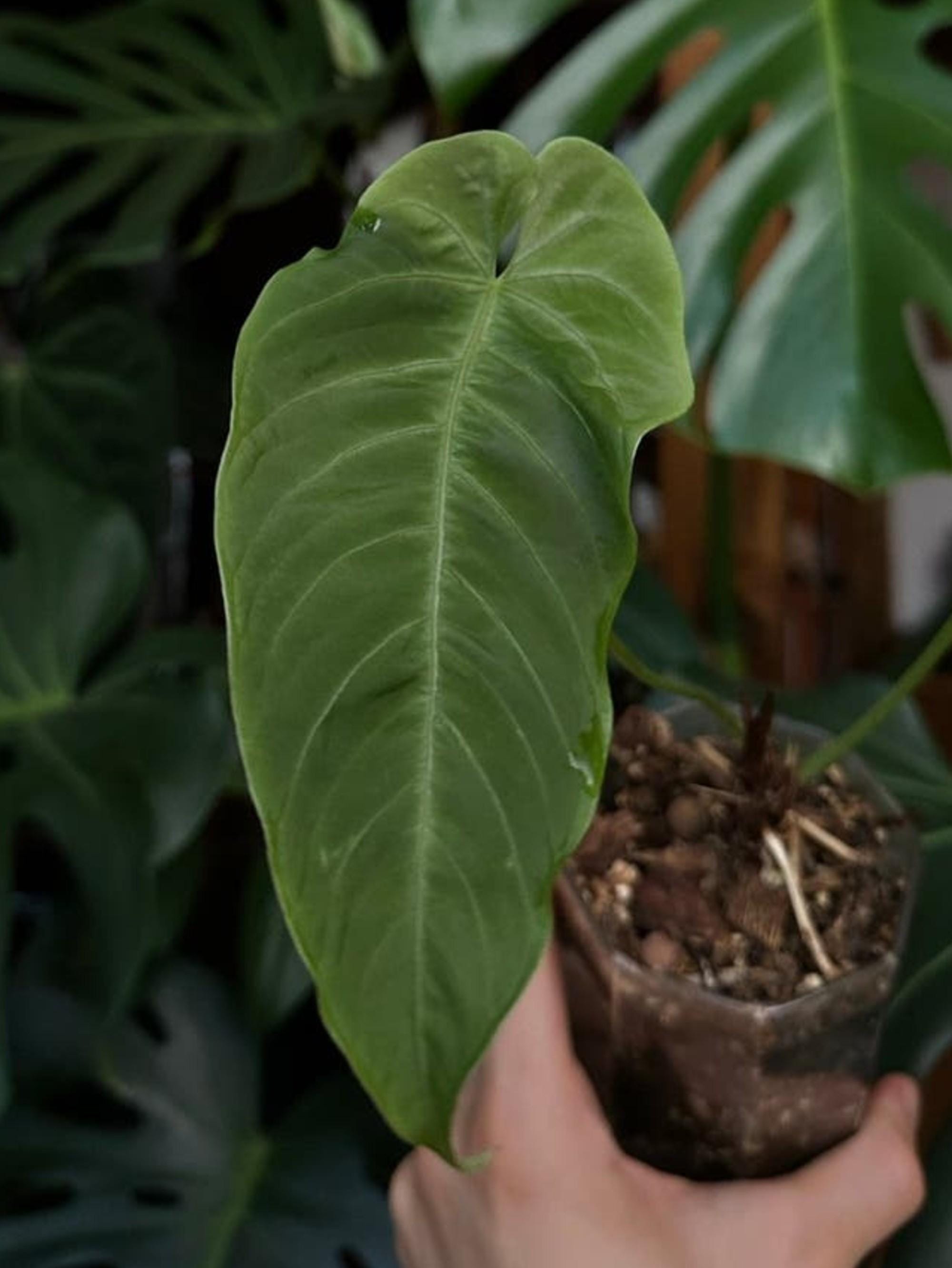 Anthurium Queremalense cutting