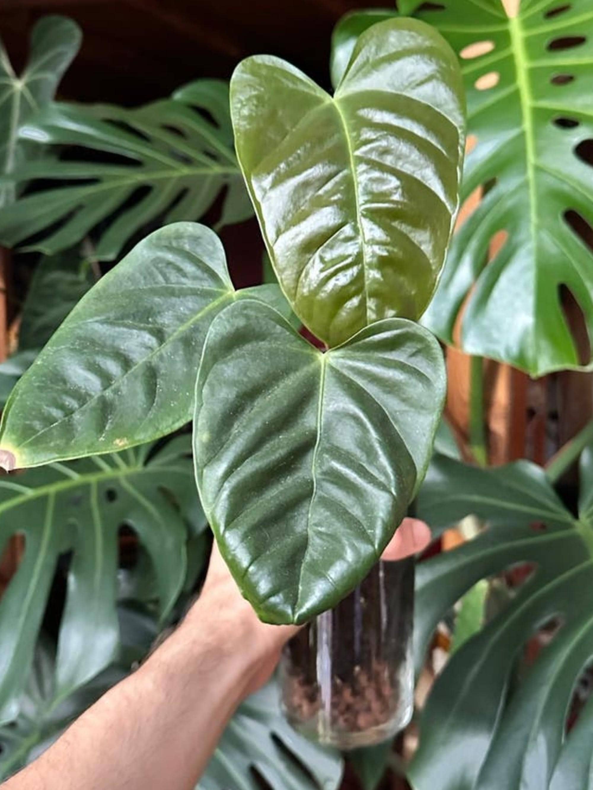 Anthurium Recavum cutting