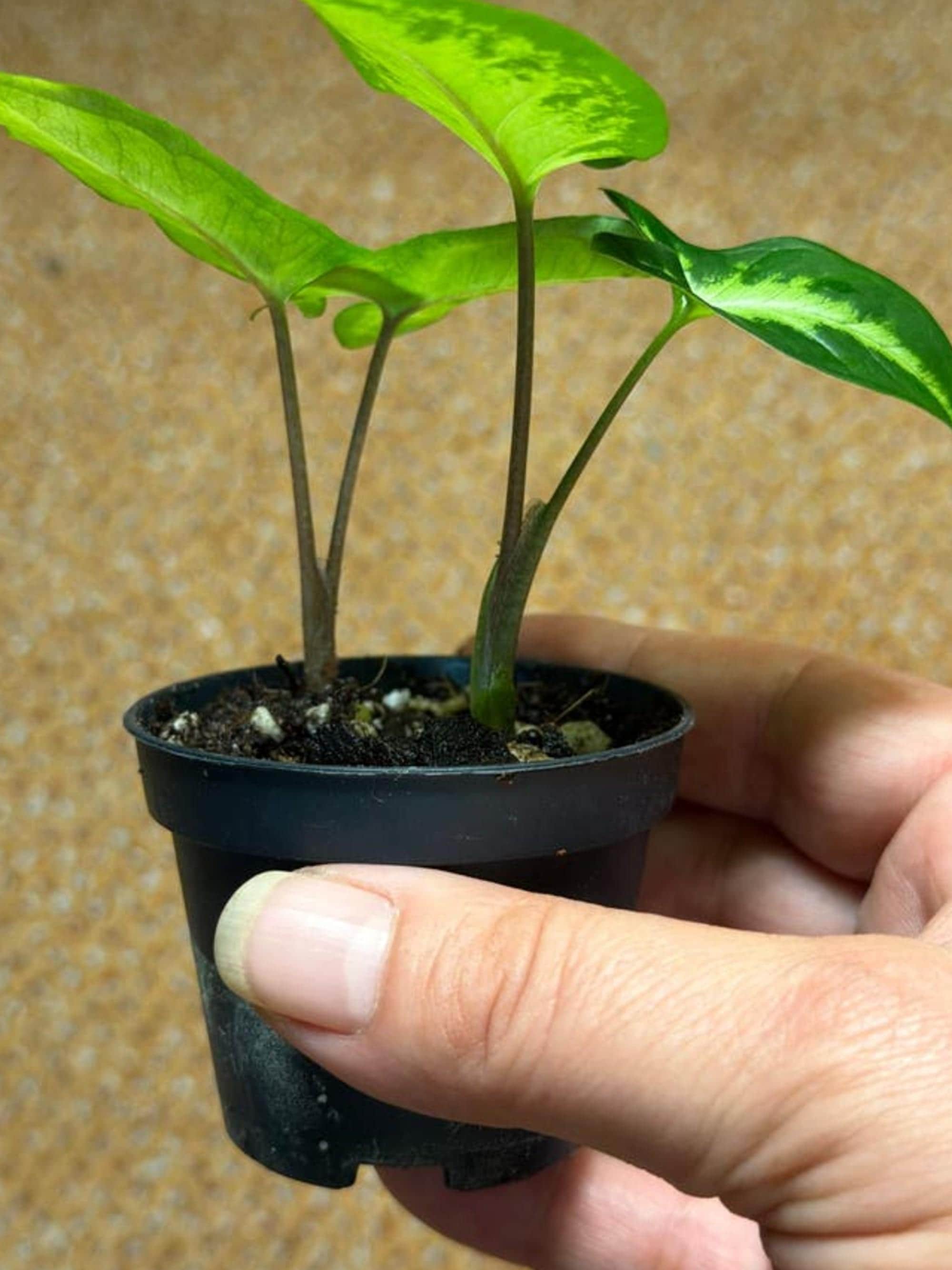 Syngonium Angustatum cutting