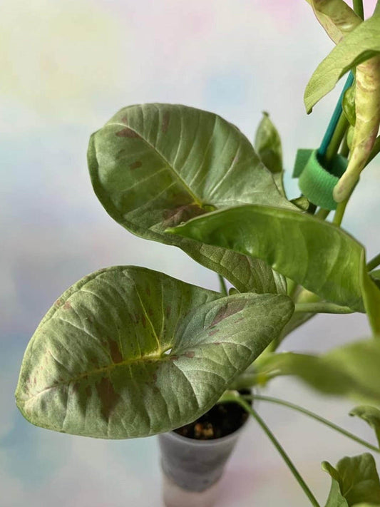 Syngonium Confetti cutting