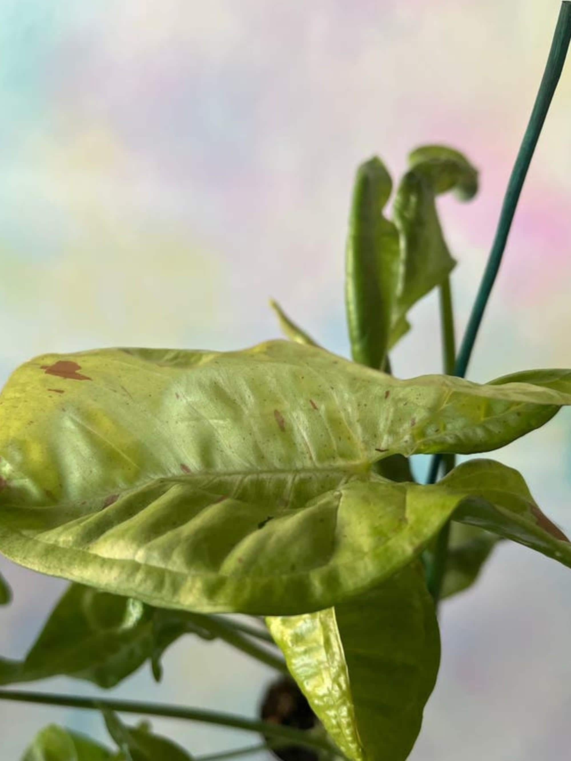 Syngonium Confetti cutting