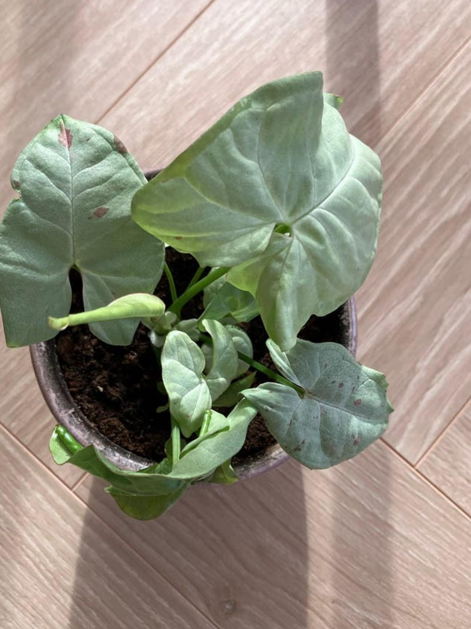 Syngonium Milk Confetti cutting