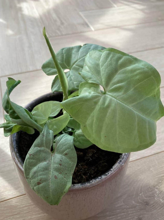 Syngonium Milk Confetti cutting